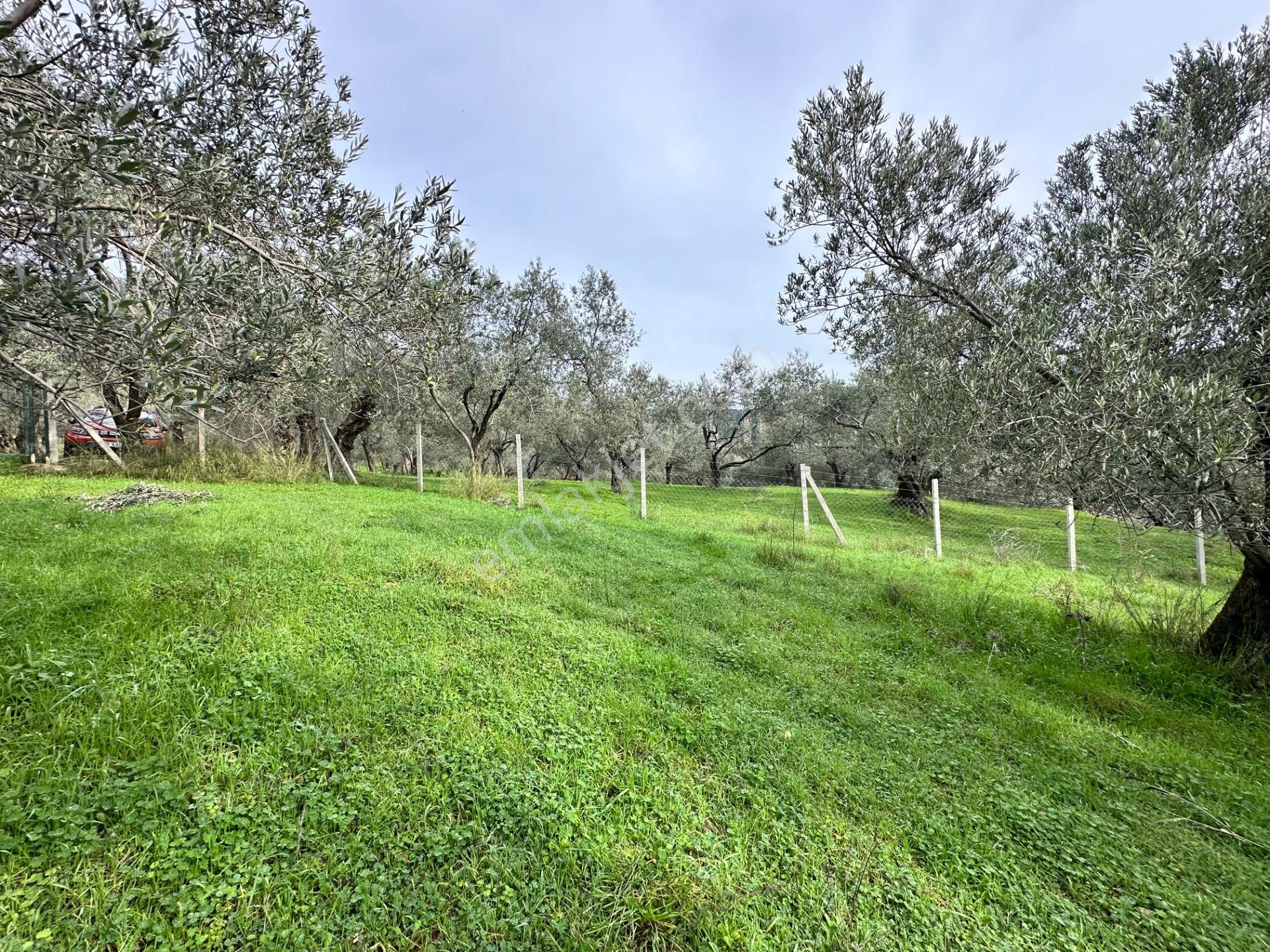 ▀mera Emlaktan Pınarbaşı Köyü Müstakil Tapulu 995 M2 Zeytinlik - Görsel 10