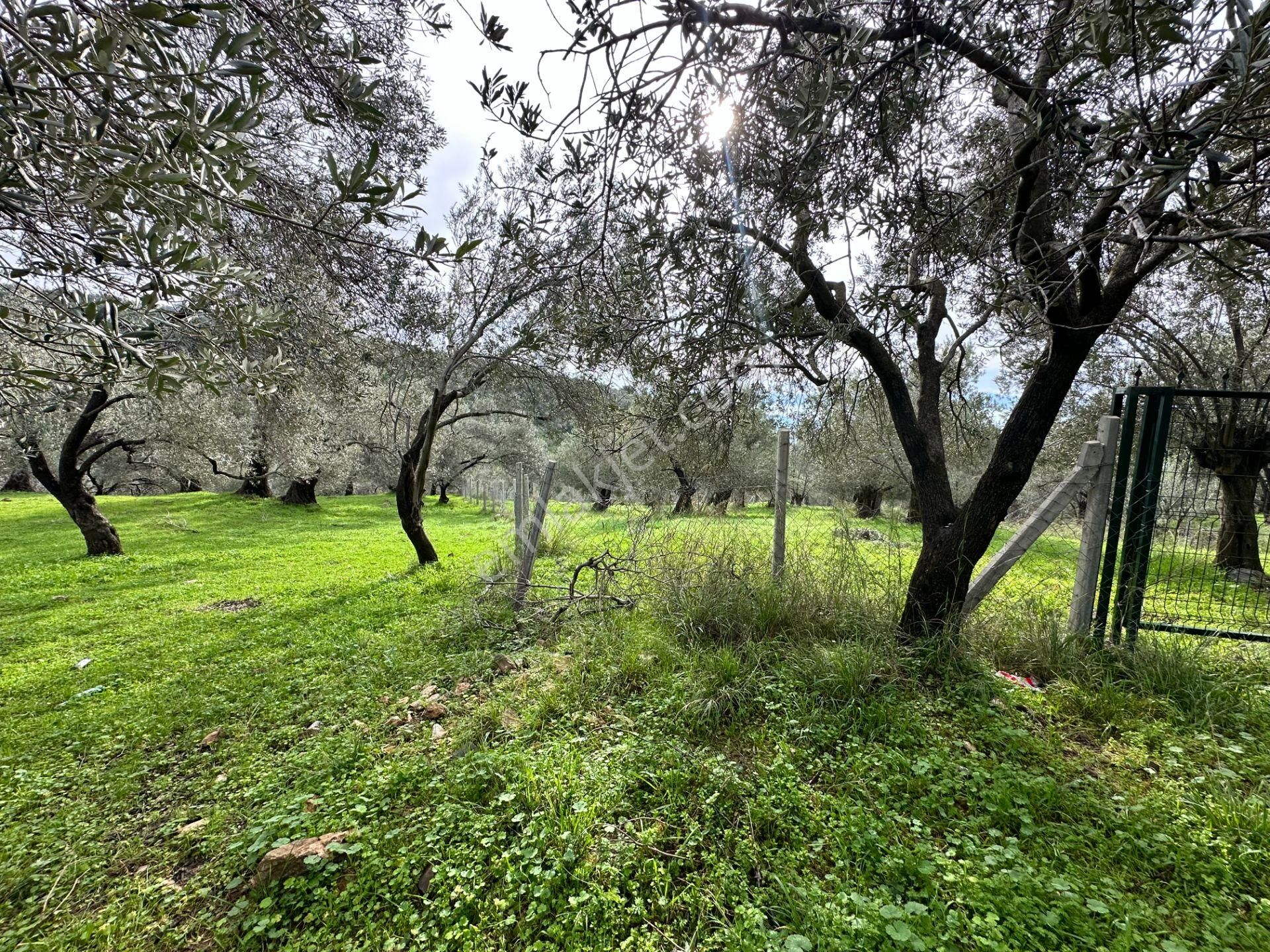 ▀mera Emlaktan Pınarbaşı Köyü Müstakil Tapulu 995 M2 Zeytinlik - Görsel 29