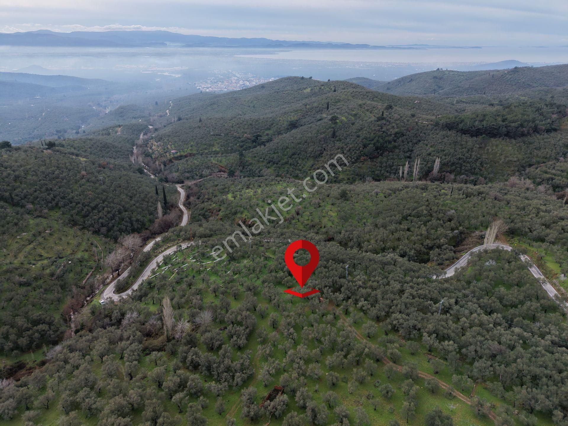 ▀mera Emlaktan Pınarbaşı Köyü Müstakil Tapulu 995 M2 Zeytinlik