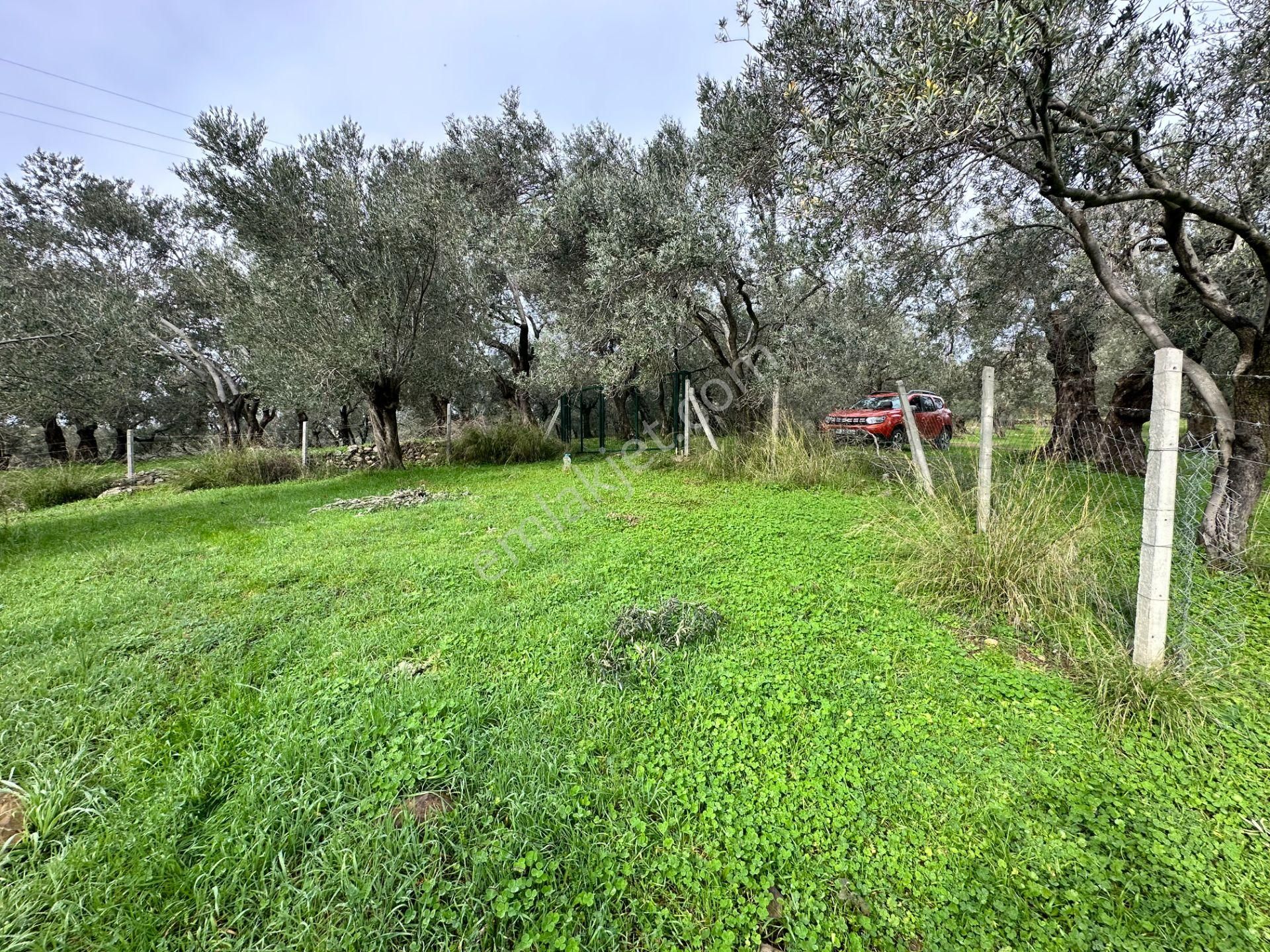▀mera Emlaktan Pınarbaşı Köyü Müstakil Tapulu 995 M2 Zeytinlik - Görsel 20