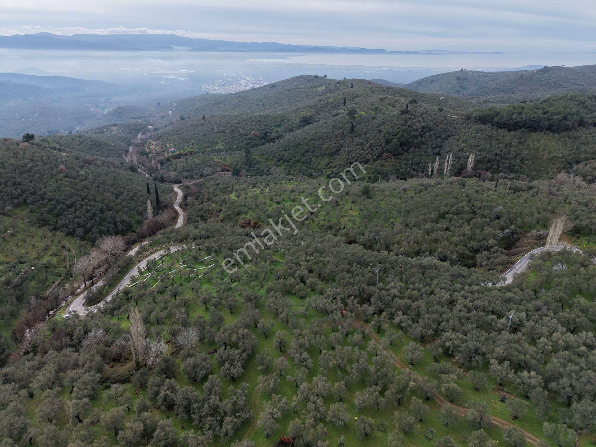 ▀mera Emlaktan Pınarbaşı Köyü Müstakil Tapulu 995 M2 Zeytinlik - Görsel 28