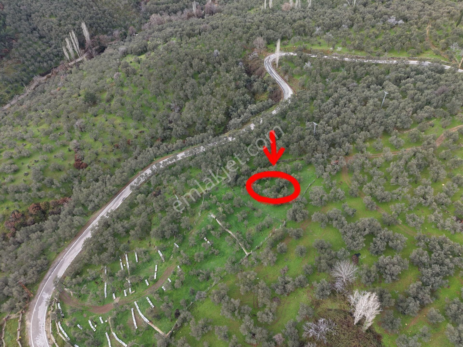 ▀mera Emlaktan Pınarbaşı Köyü Müstakil Tapulu 995 M2 Zeytinlik - Görsel 14