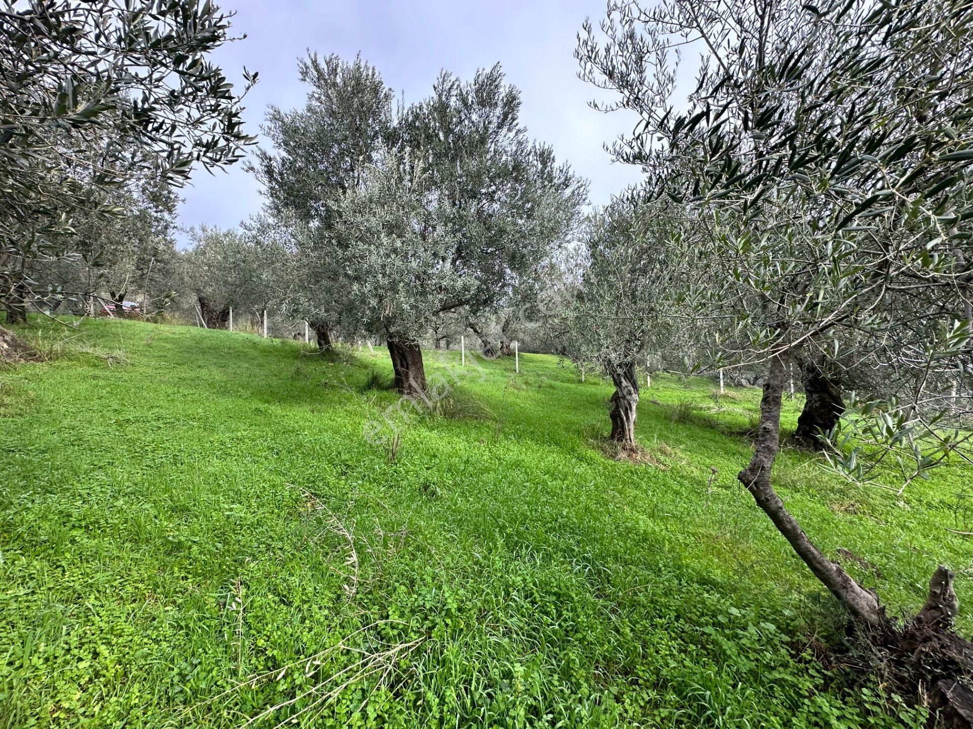 ▀mera Emlaktan Pınarbaşı Köyü Müstakil Tapulu 995 M2 Zeytinlik - Görsel 19