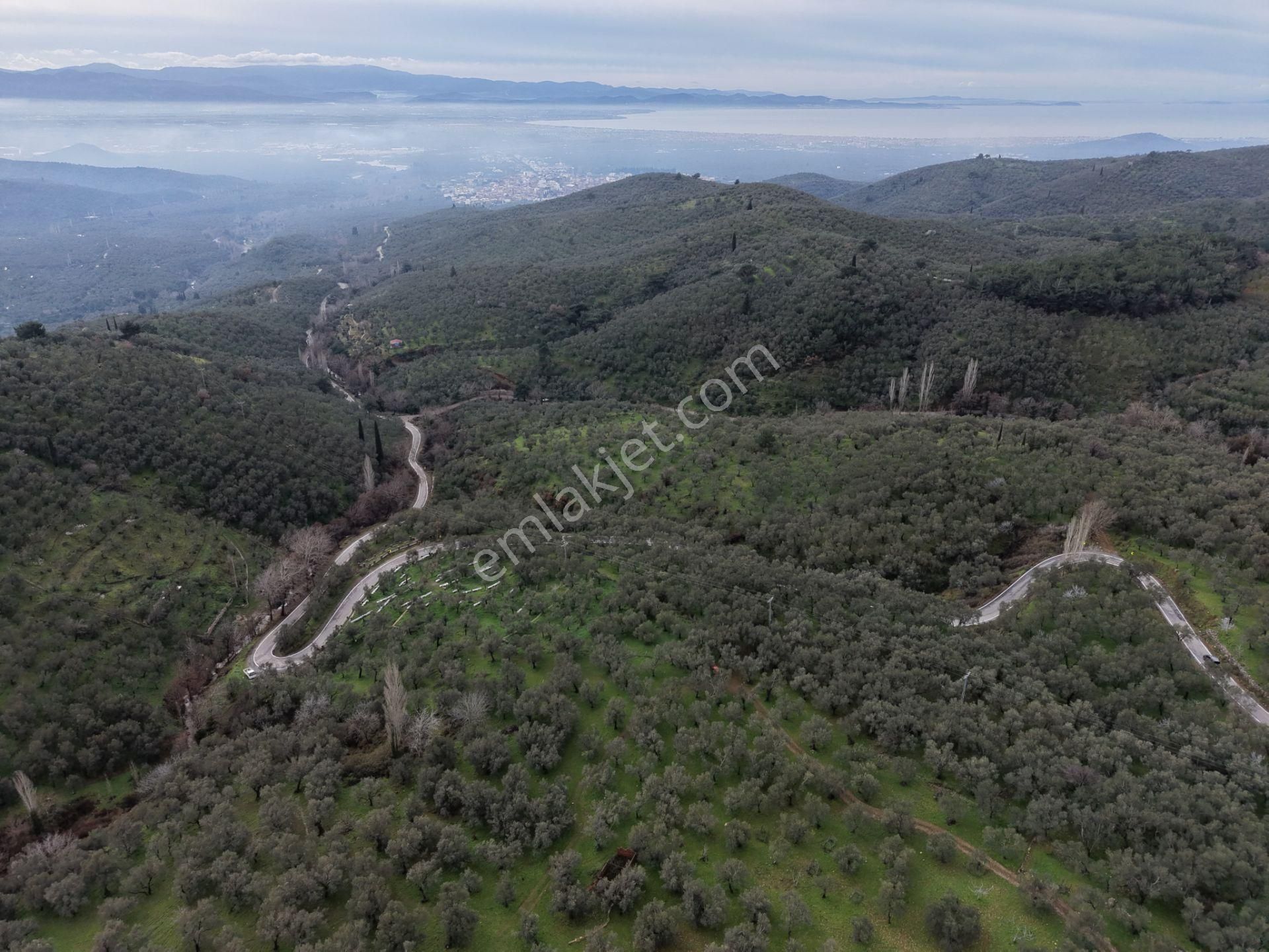 ▀mera Emlaktan Pınarbaşı Köyü Müstakil Tapulu 995 M2 Zeytinlik - Görsel 21
