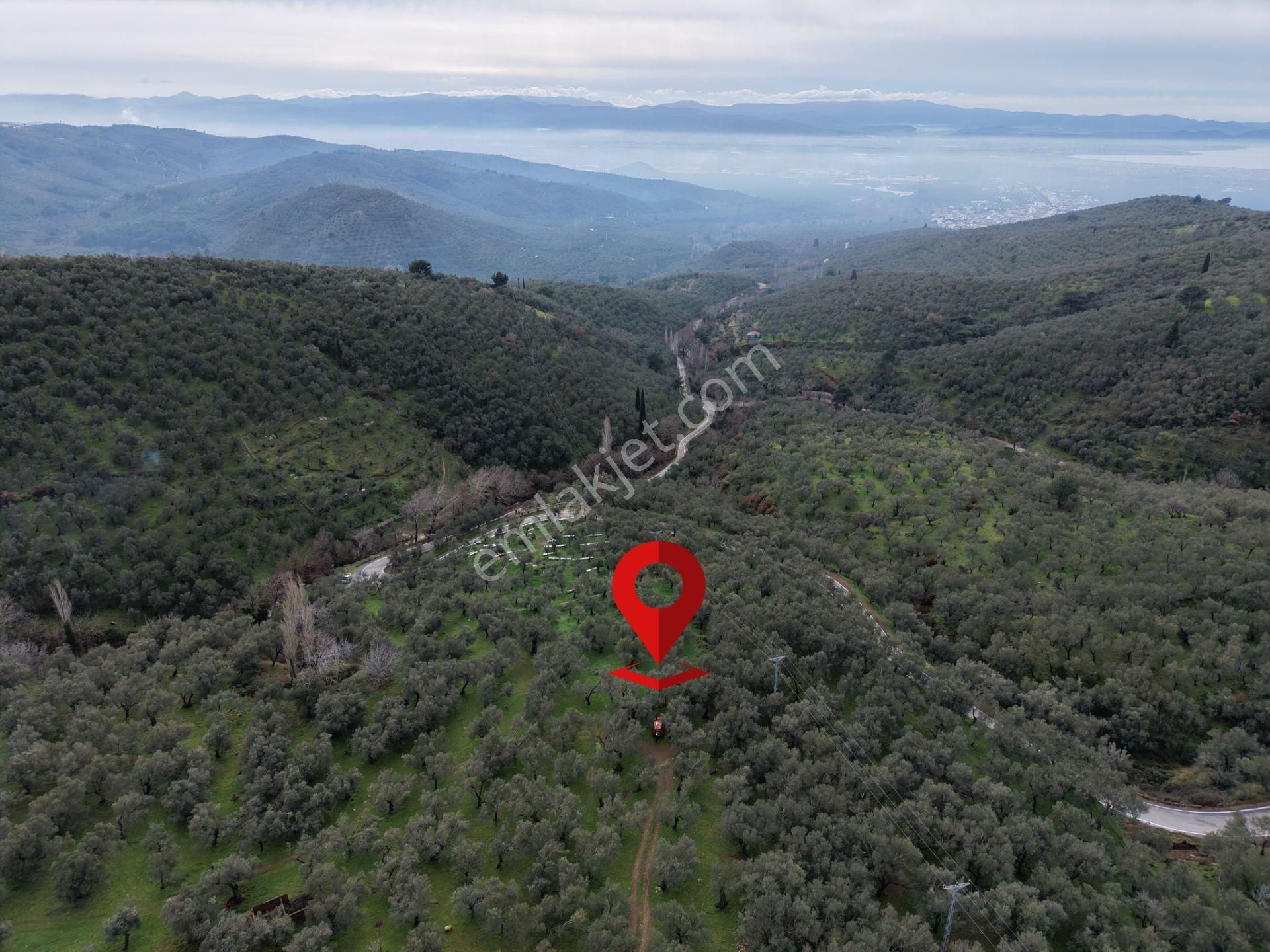 ▀mera Emlaktan Pınarbaşı Köyü Müstakil Tapulu 995 M2 Zeytinlik - Görsel 17