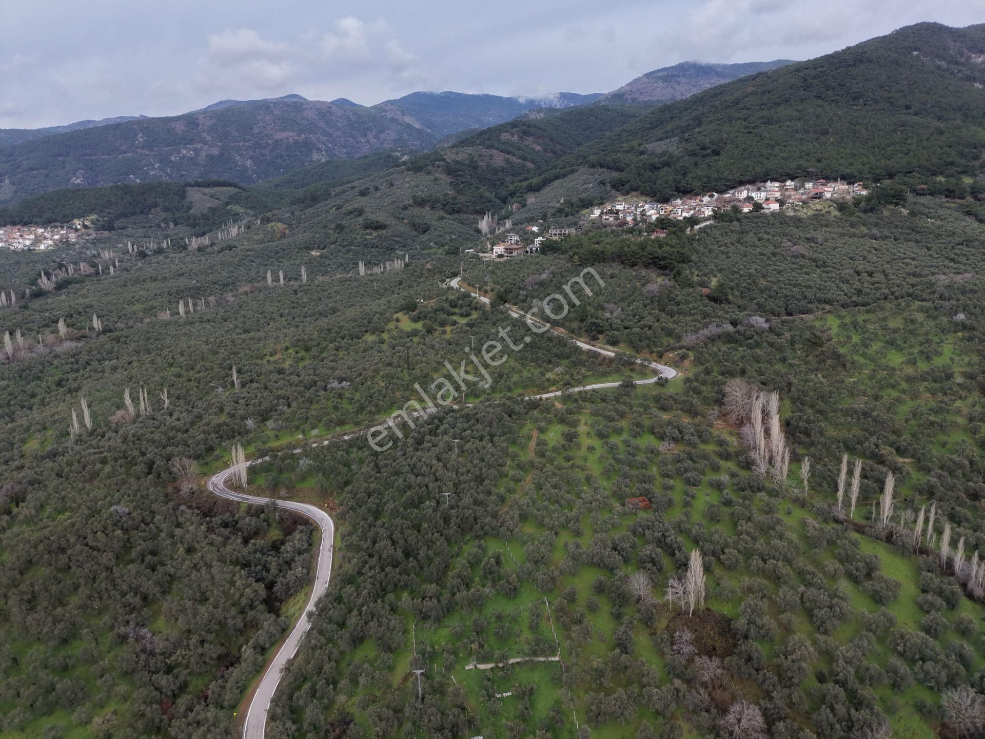 ▀mera Emlaktan Pınarbaşı Köyü Müstakil Tapulu 995 M2 Zeytinlik - Görsel 31
