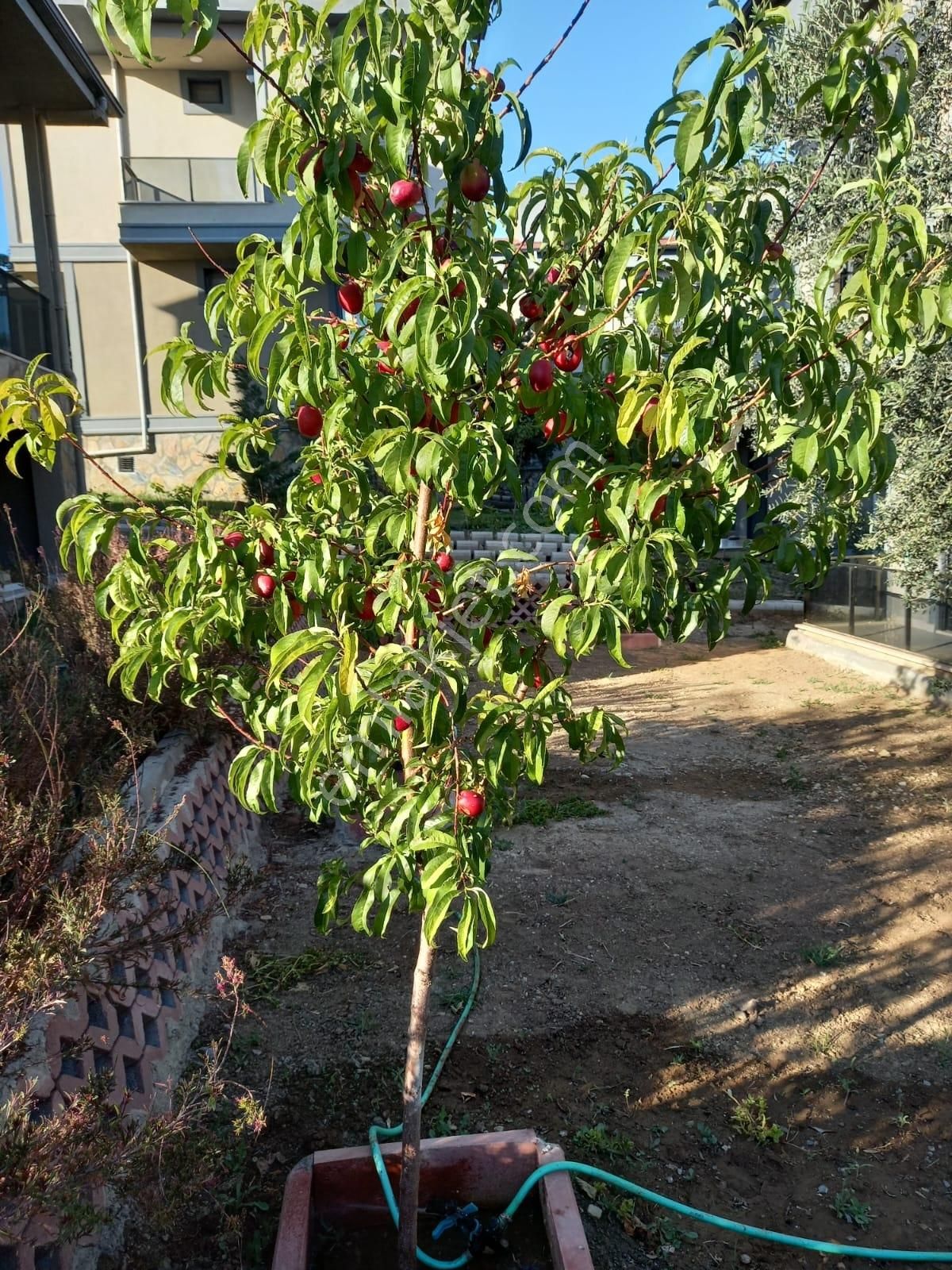 Rw Nefes' Ten Dalış Köyü'nde Site İçerisinde Müstakil 5+2 Villa - Görsel 8