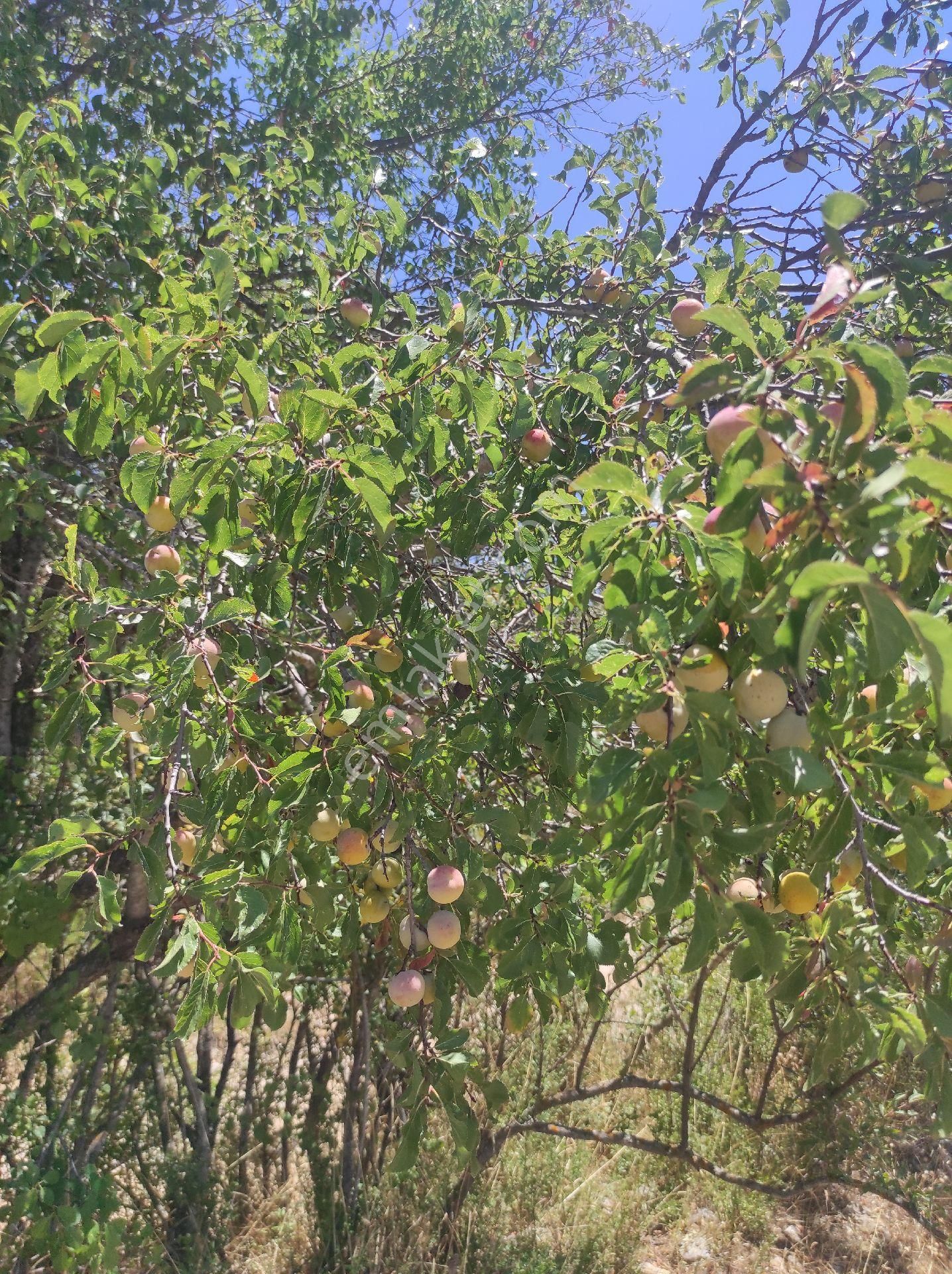 💥💥akseki Emiraşıklada Acil Satılık Köye Yakin Parsel - Görsel 13