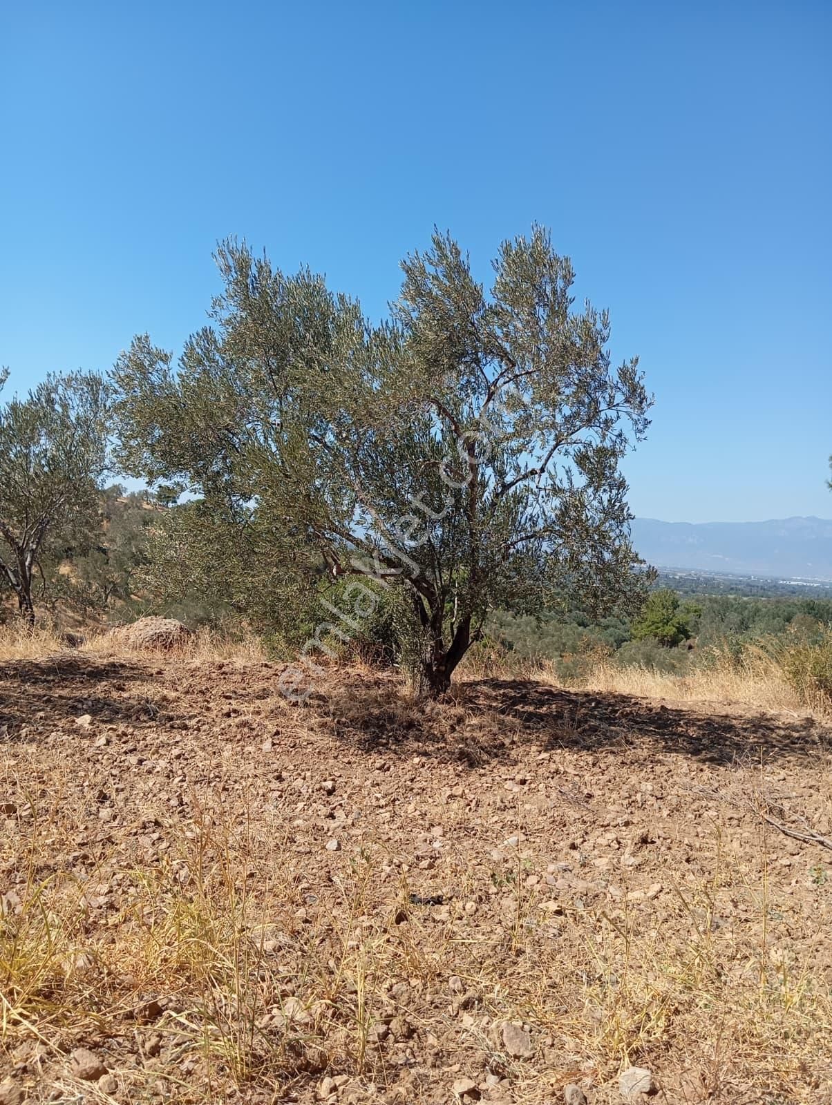 Rw Nefes'ten Dutluca'da Asfalt Dipi 9206m2 180 Ağaçlı Zeytinlik - Görsel 18