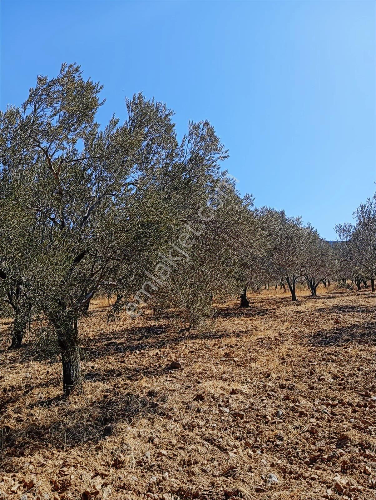 Rw Nefes'ten Dutluca'da Asfalt Dipi 9206m2 180 Ağaçlı Zeytinlik - Görsel 10