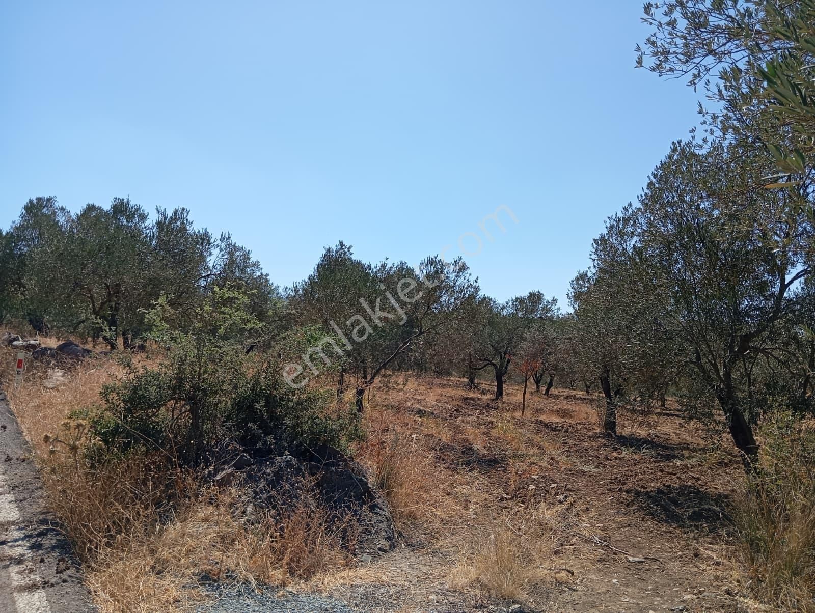 Rw Nefes'ten Dutluca'da Asfalt Dipi 9206m2 180 Ağaçlı Zeytinlik - Görsel 19
