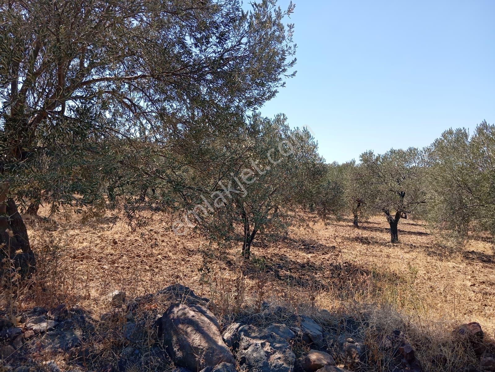 Rw Nefes'ten Dutluca'da Asfalt Dipi 9206m2 180 Ağaçlı Zeytinlik - Görsel 6