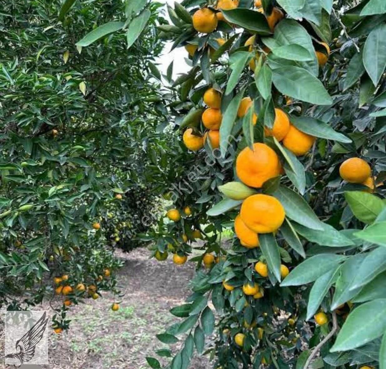 Camikebir Mahallesinde 4.765m2 Mandalina Bahçesi