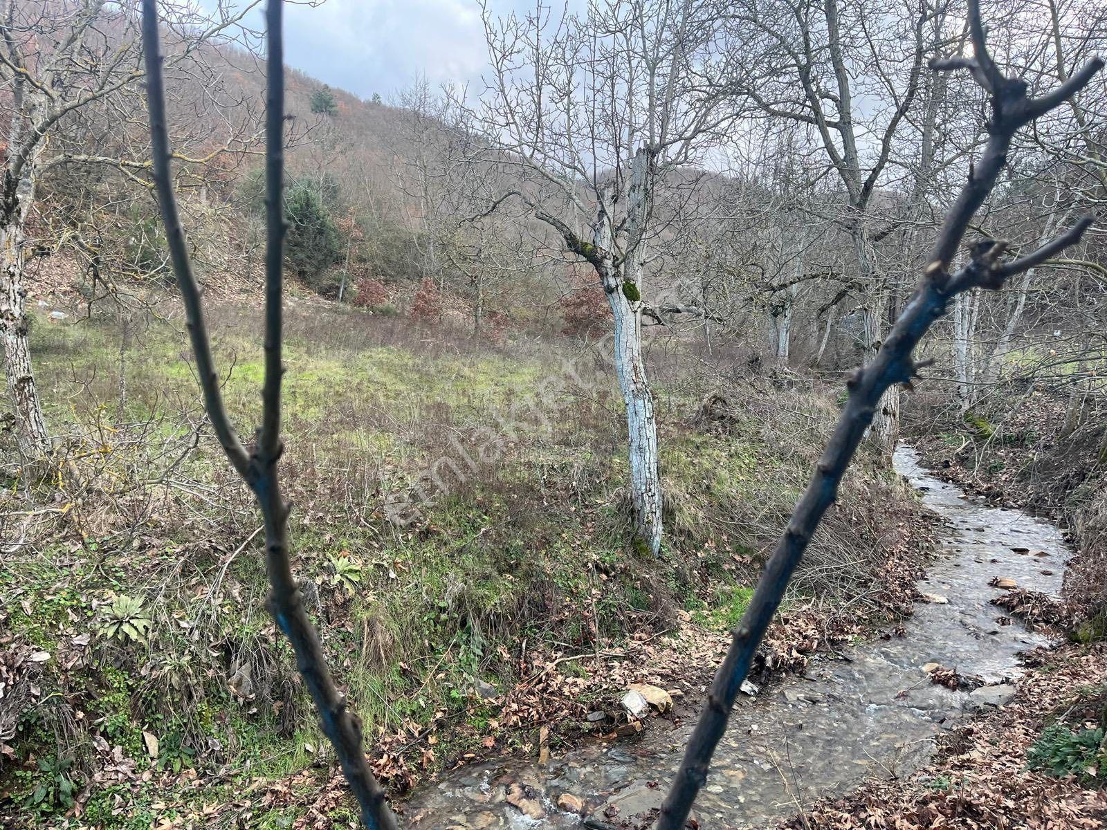 Turgutlu Satılık Dağyeniköy Mah 1.175m2 Dere Kenarı Yer Düz Ve İçinde 13 Adet Ceviz Ağacı Vardır - Görsel 11