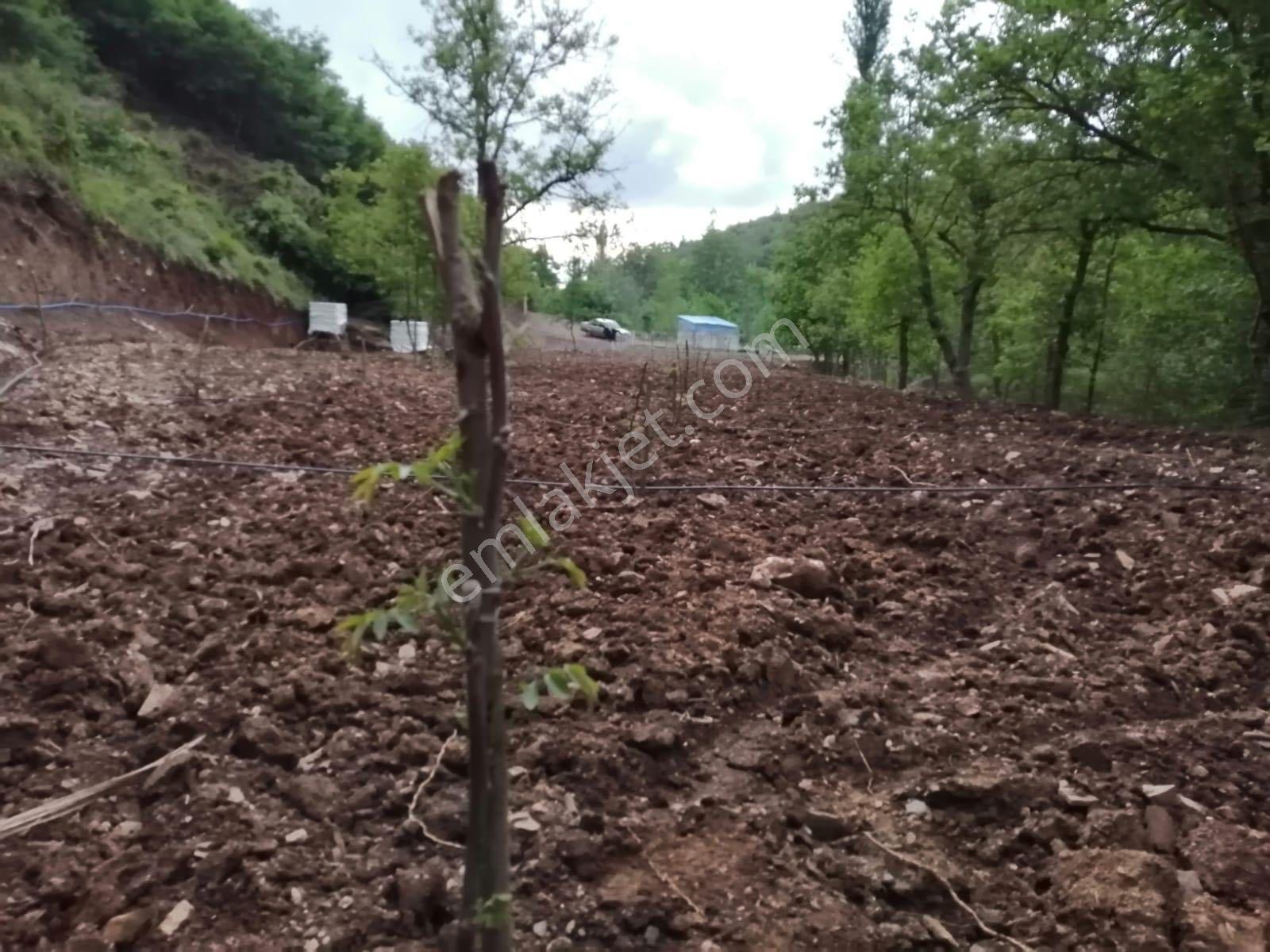 Turgutlu Satılık Dağyeniköy Mah 1.175m2 Dere Kenarı Yer Düz Ve İçinde 13 Adet Ceviz Ağacı Vardır - Görsel 7