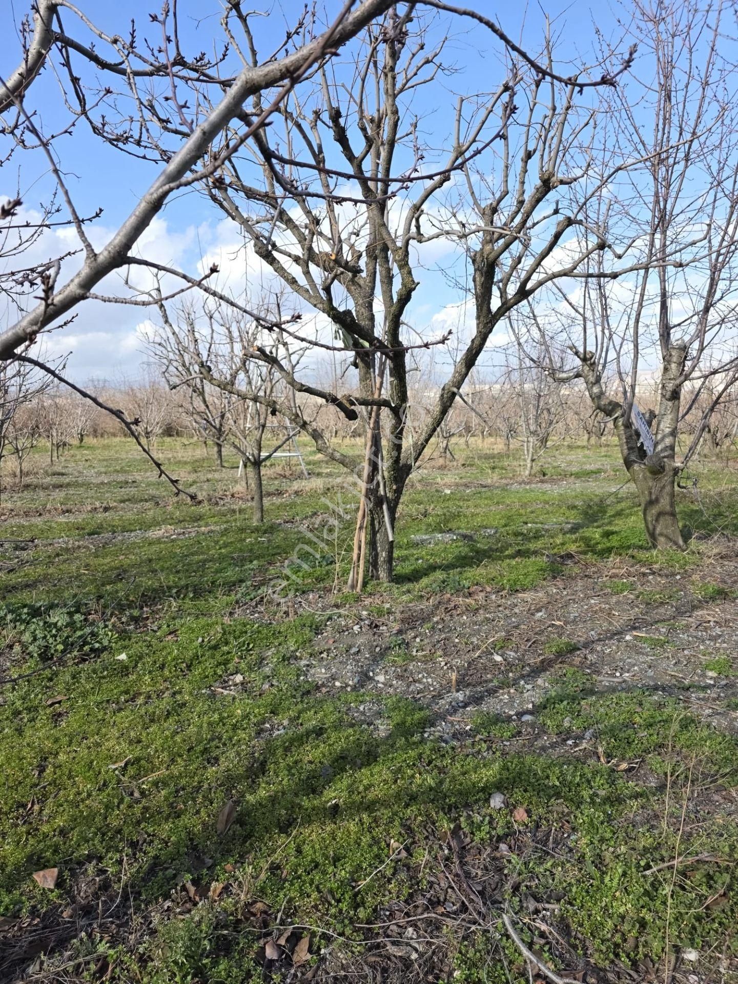 Honaz Hürriyet Mahallesi’nde Yola Cepheli 9.100 M² Satılık Bahçe # Tarla! - Görsel 7
