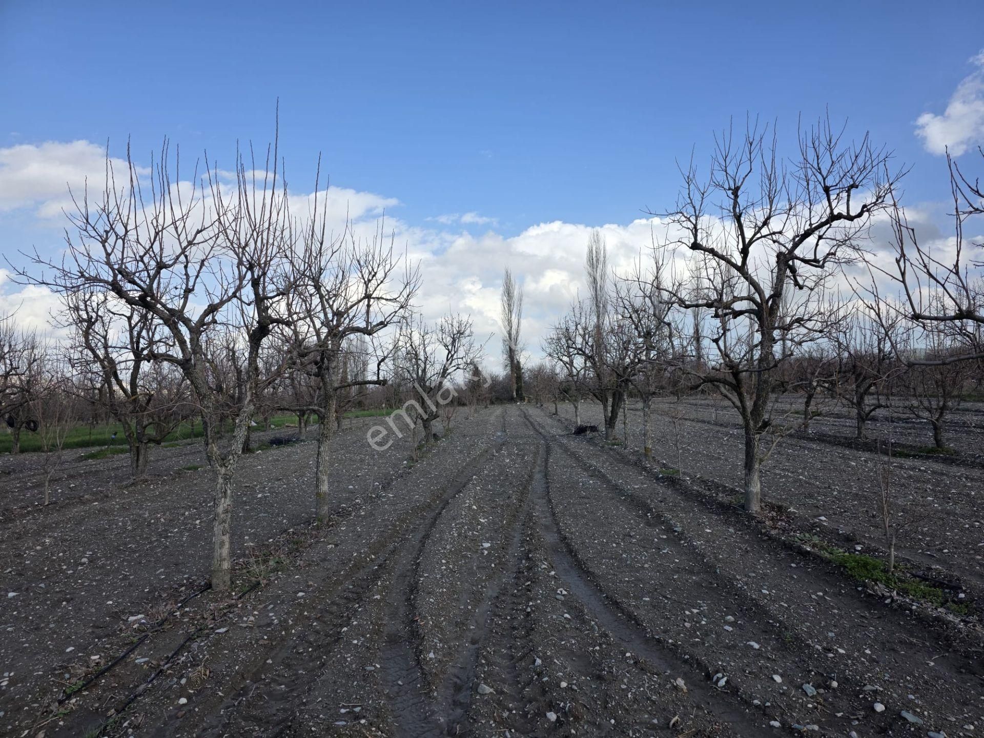 Honaz’da Doğa İle İç İçe, Üretime Hazır Satılık Bahçe!