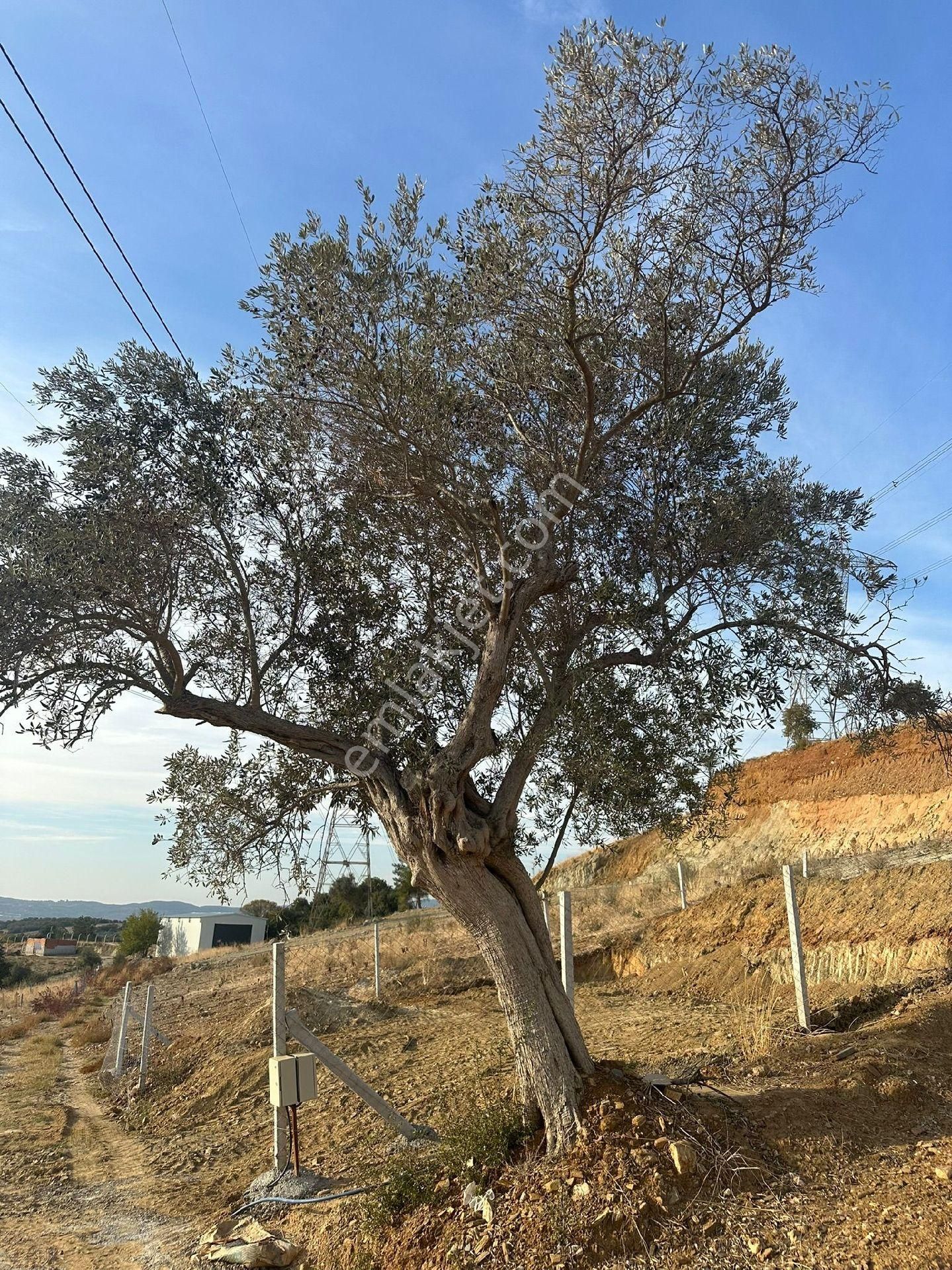 Torbalı Çamlıca Köyünde Efsane - Görsel 8