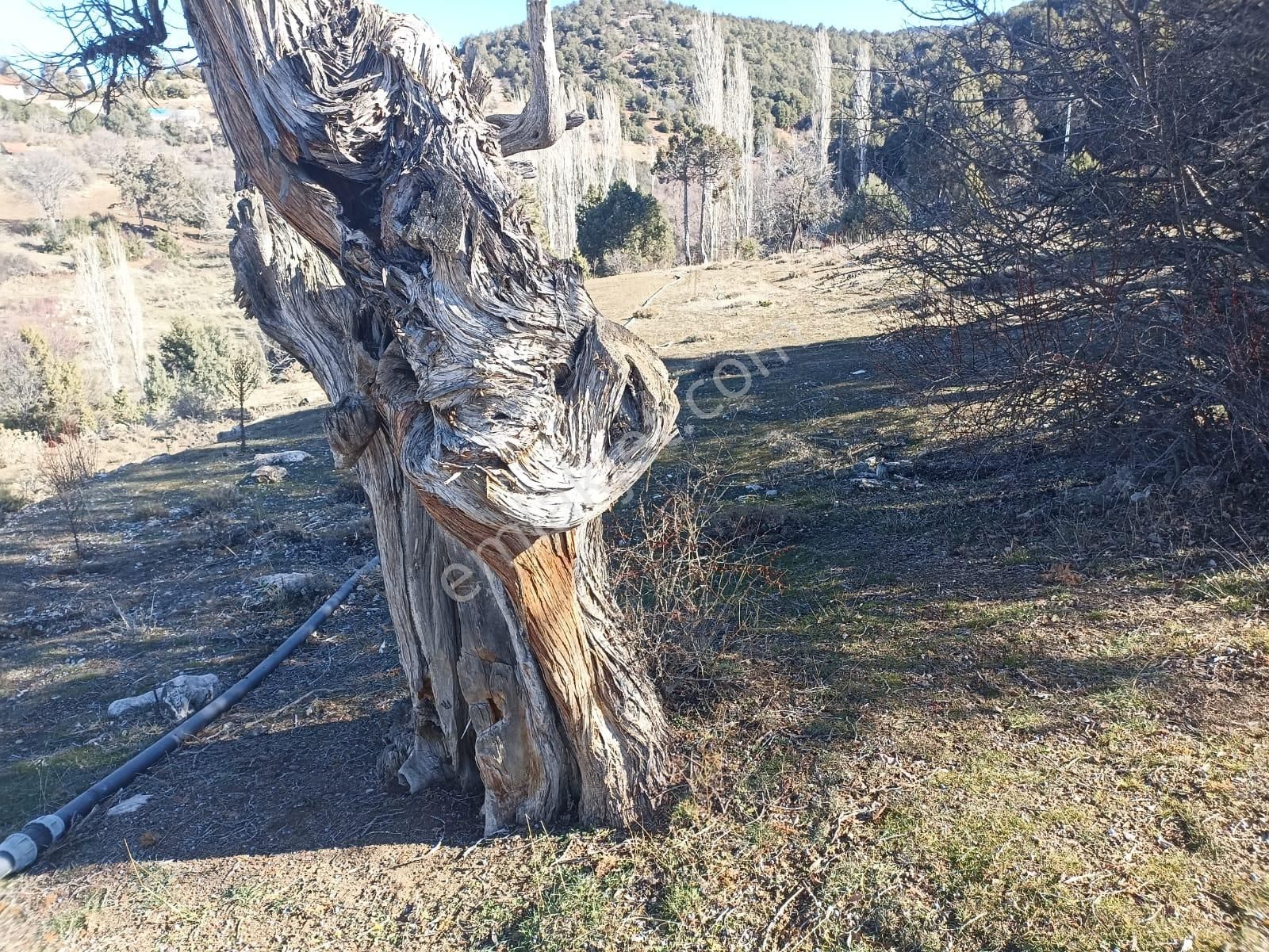 Muğla Seydikemer Boğalar Mah. Mükemmel Arazi Satışta 1952 M2 - Görsel 12