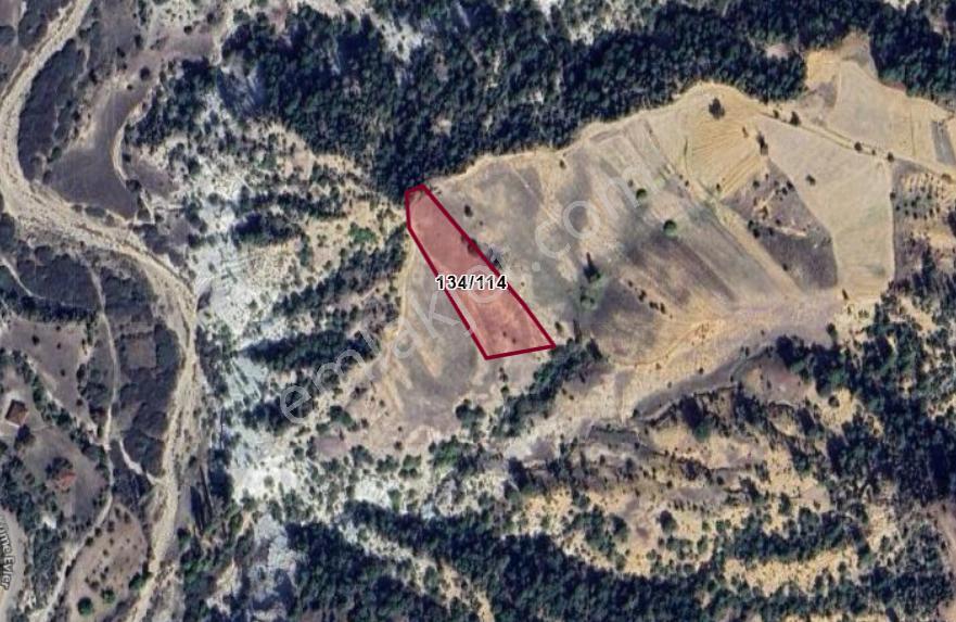 Kütahya Gediz Kurtçam Köyünde 4.300 M² Tarla Satılıktır