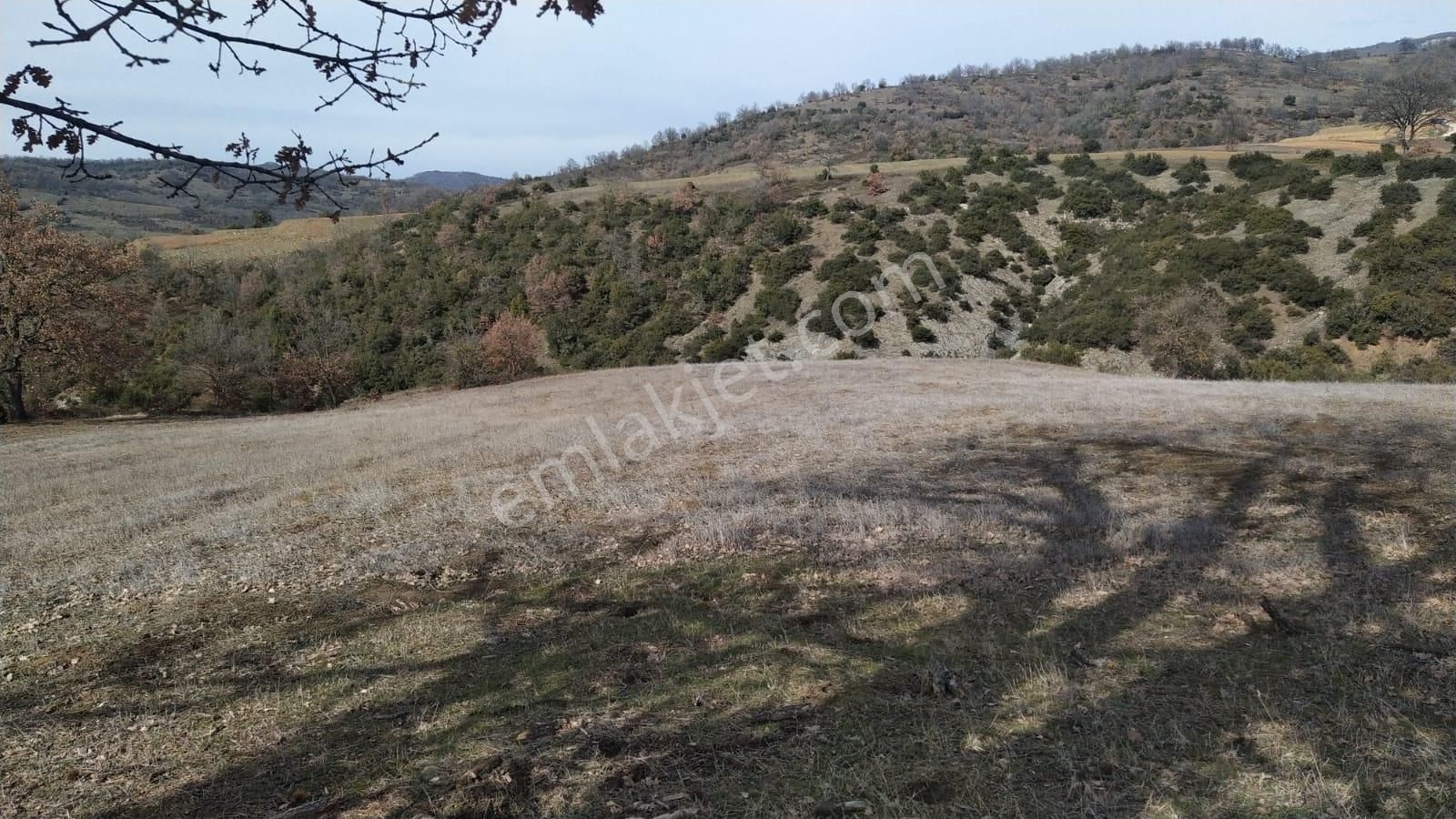 Kestel Nüzhetiye De 19.500 M2 Satılık Tarla - Görsel 2