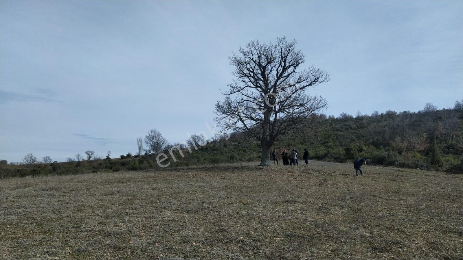 Kestel Nüzhetiye De 19.500 M2 Satılık Tarla - Görsel 3