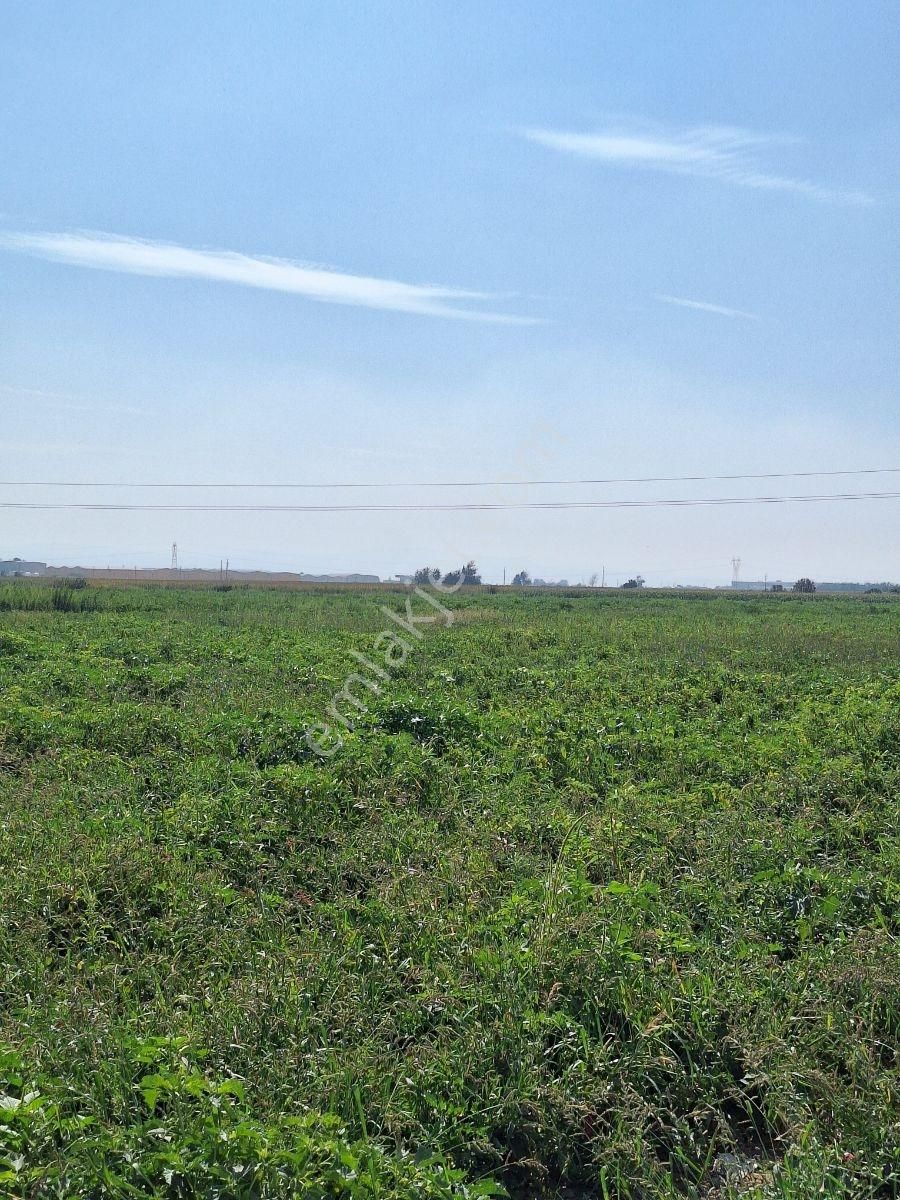 Karacabey Canbalı Da Satılık Yatırımlık Hobi Bahçelik Arazi - Görsel 14