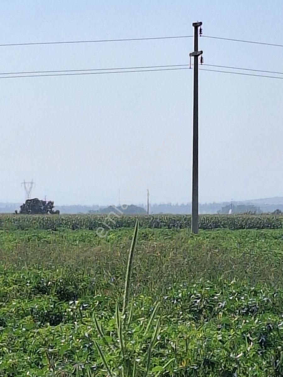 Karacabey Canbalı Da Satılık Yatırımlık Hobi Bahçelik Arazi