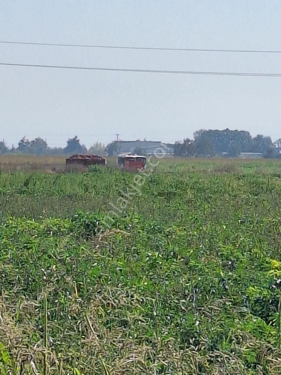 Karacabey Canbalı Da Satılık Yatırımlık Hobi Bahçelik Arazi - Görsel 3