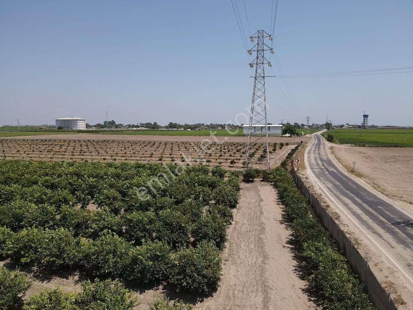 Tuzlada Satılık Limon Bahçesi - Görsel 25