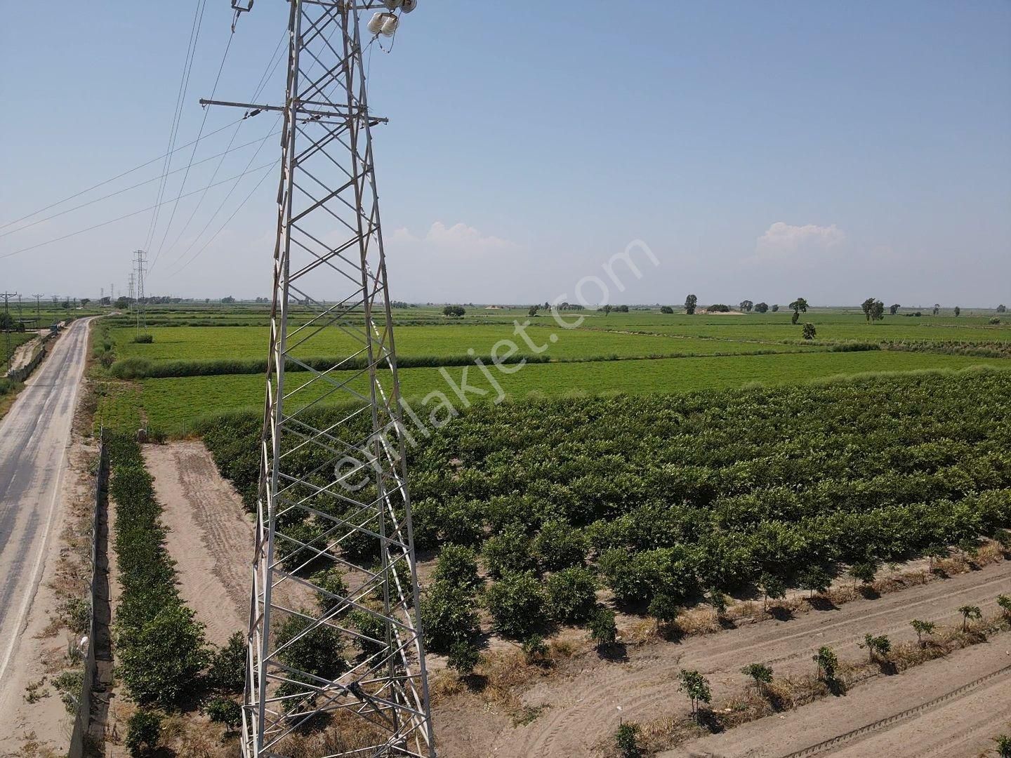 Tuzlada Satılık Limon Bahçesi - Görsel 23