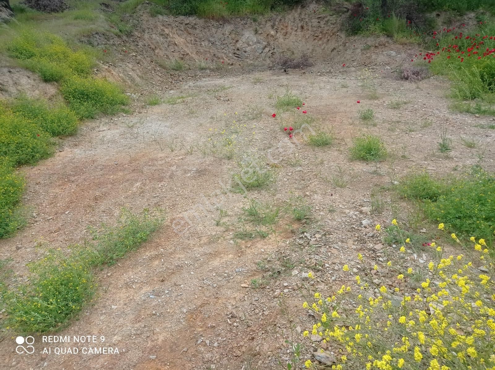 Cihan Emlak - Satılık Edincikte Denize 357m, Yola 18m Cepheli, Tek(müstakil) Tapulu 550m2 Zeytinlik - Görsel 14