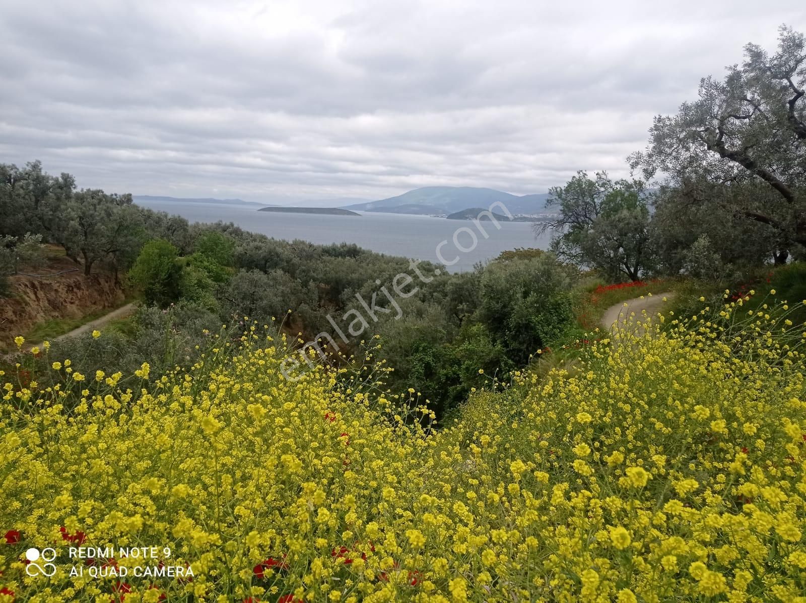 Cihan Emlak - Satılık Edincikte Denize 357m, Yola 18m Cepheli, Tek(müstakil) Tapulu 550m2 Zeytinlik - Görsel 17