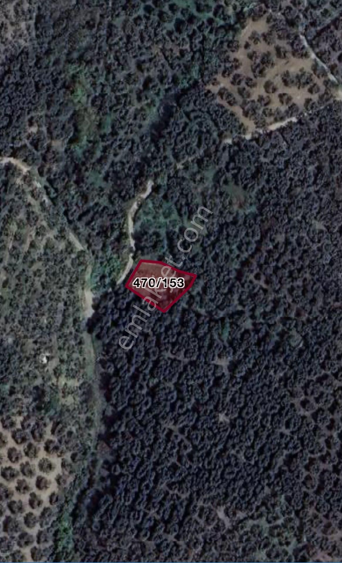 Cihan Emlak - Satılık Edincikte Denize 357m, Yola 18m Cepheli, Tek(müstakil) Tapulu 550m2 Zeytinlik - Görsel 7