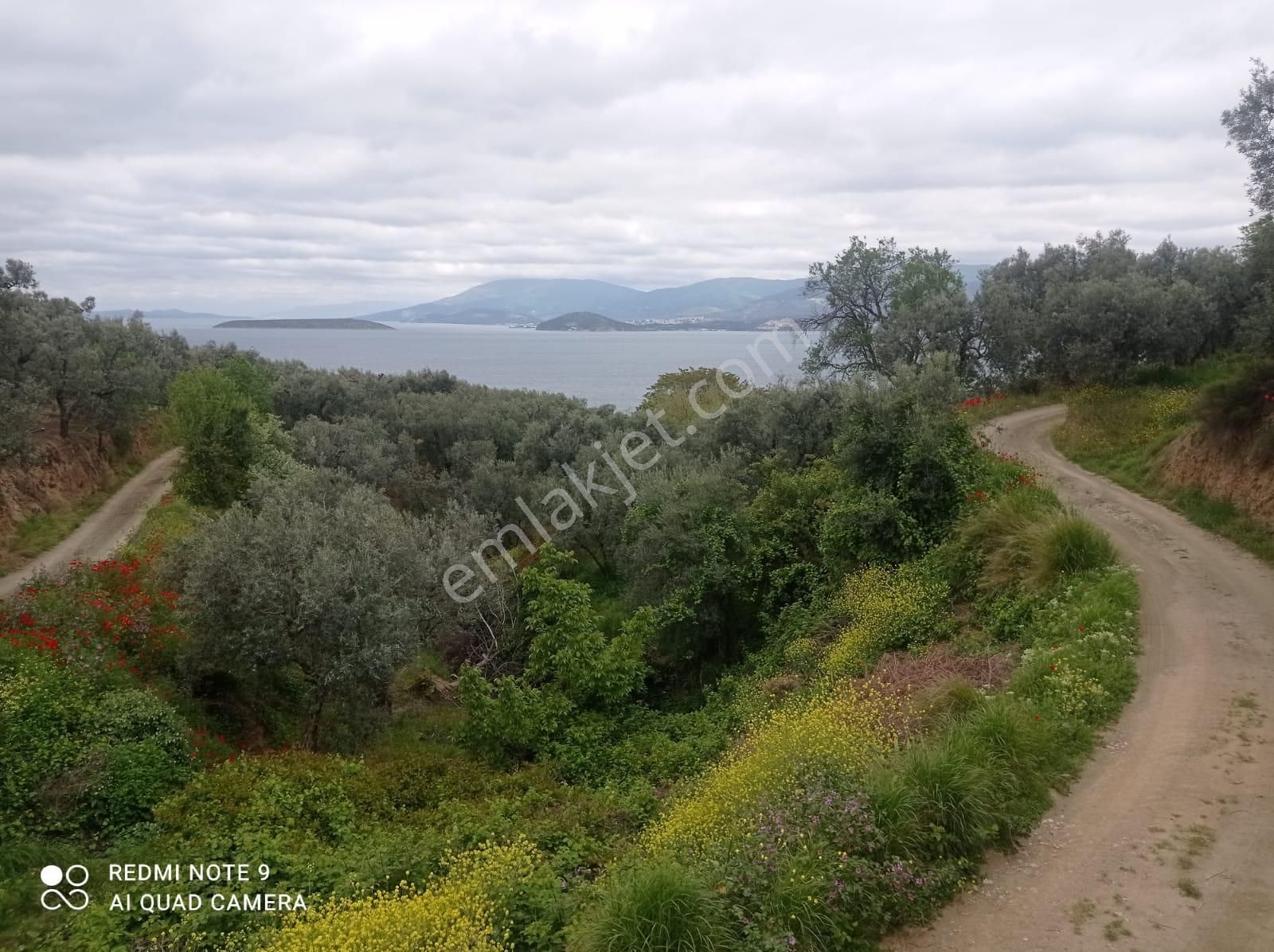 Cihan Emlak - Satılık Edincikte Denize 357m, Yola 18m Cepheli, Tek(müstakil) Tapulu 550m2 Zeytinlik