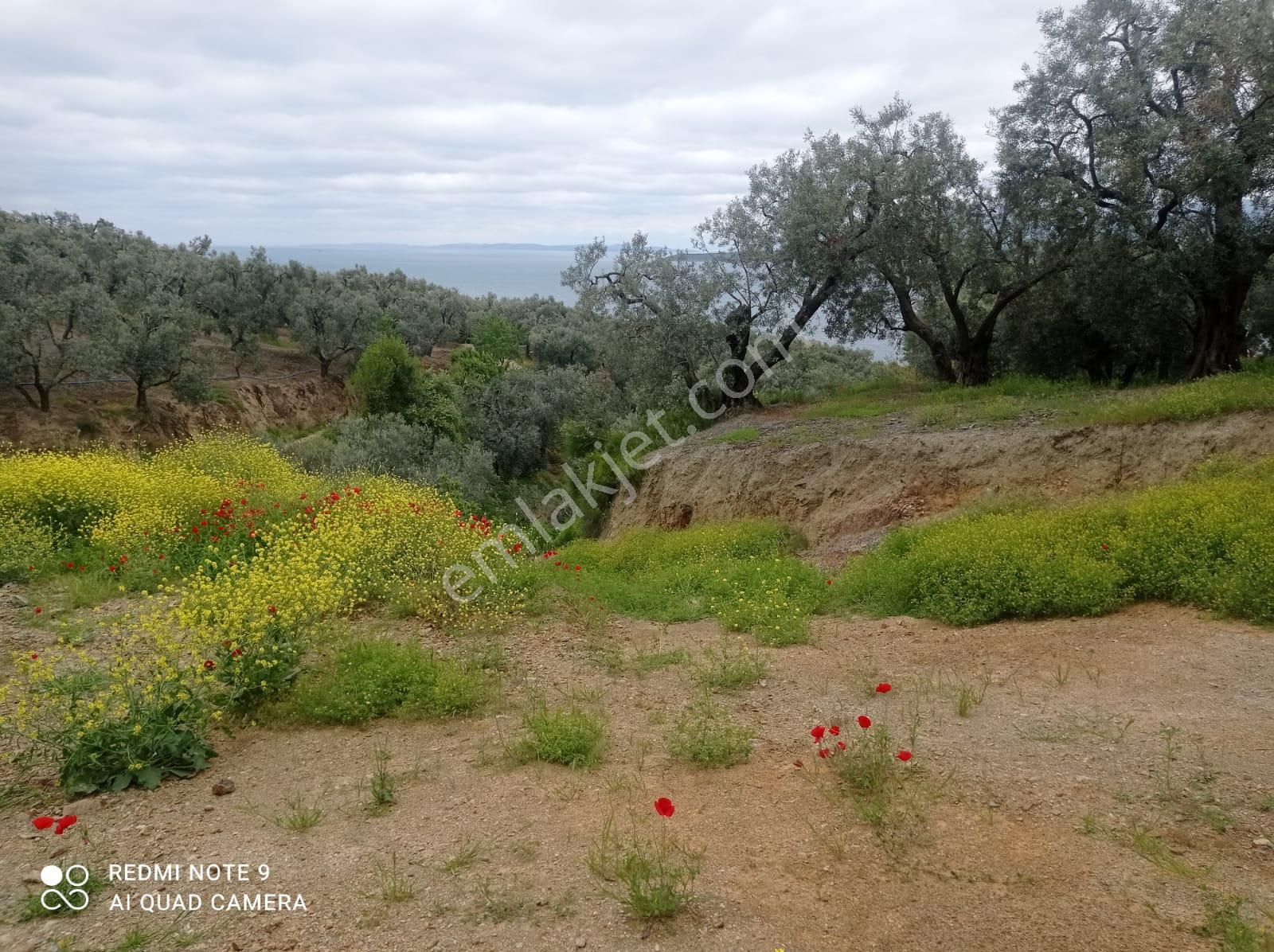 Cihan Emlak - Satılık Edincikte Denize 357m, Yola 18m Cepheli, Tek(müstakil) Tapulu 550m2 Zeytinlik - Görsel 2