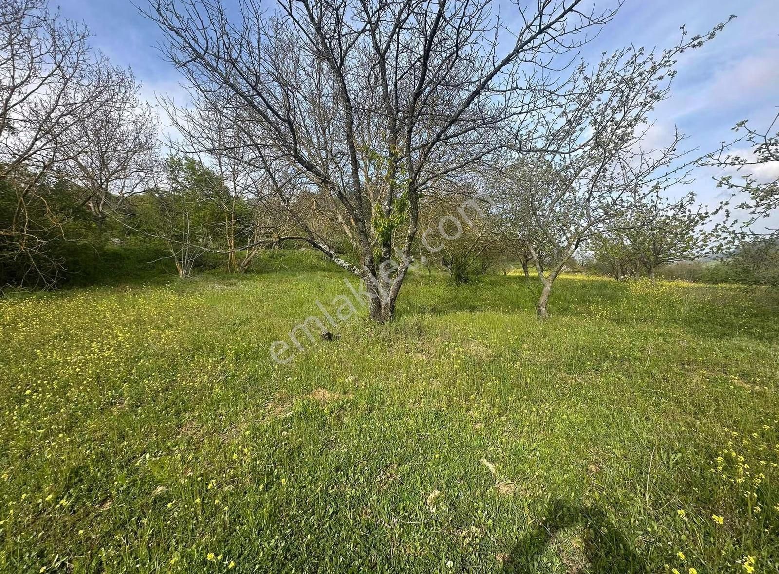 Müstakil Tapulu Fırsat Arazi