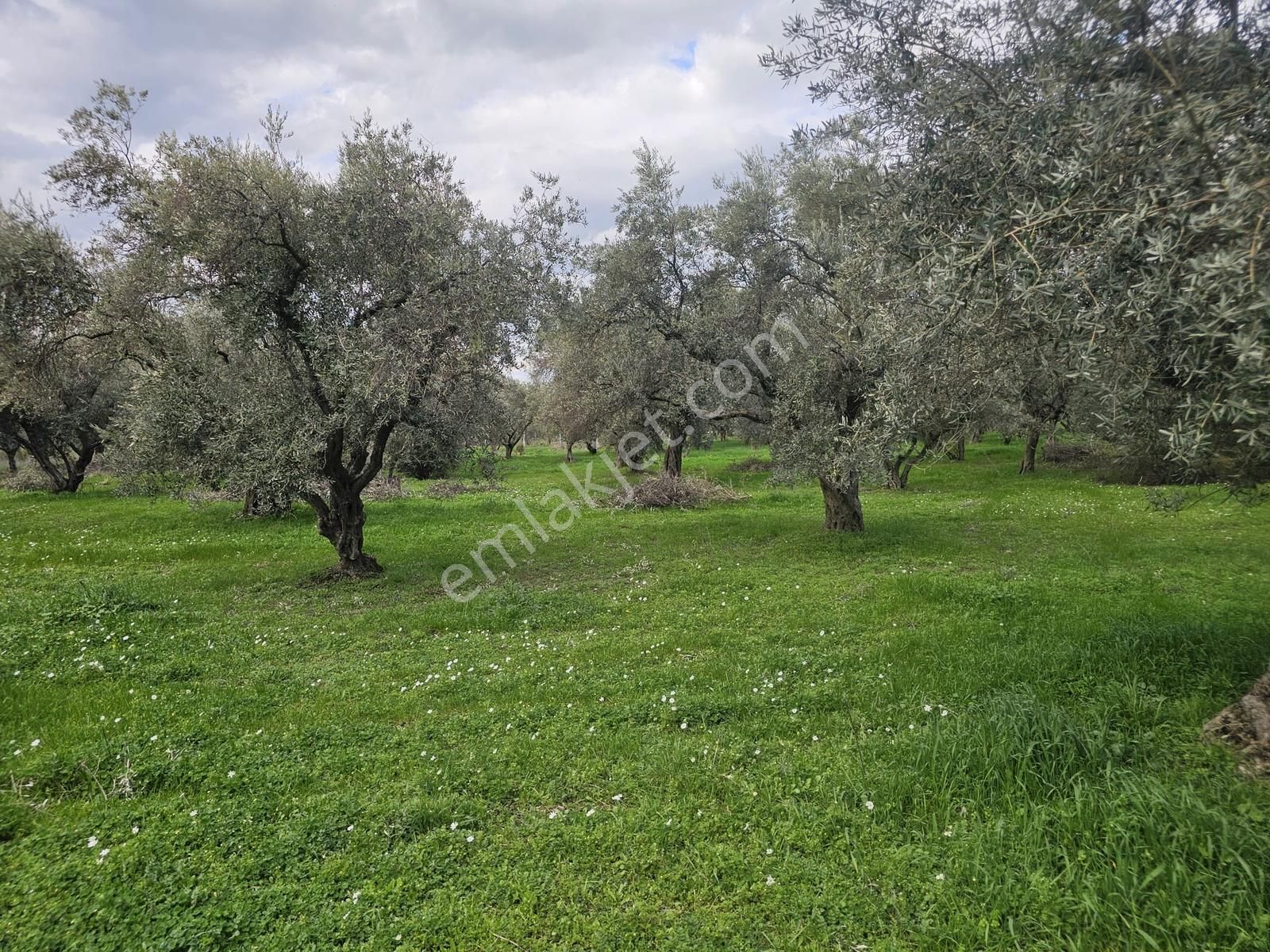 İzmir Kemalpaşa Ören75 Yıl. Mah Satılık 6 Dairelık Konut Arsası - Görsel 17