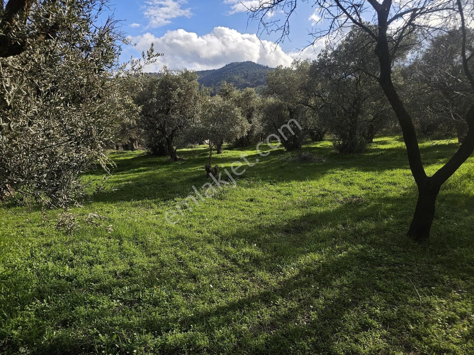 İzmir Kemalpaşa Ören75 Yıl. Mah Satılık 6 Dairelık Konut Arsası - Görsel 19