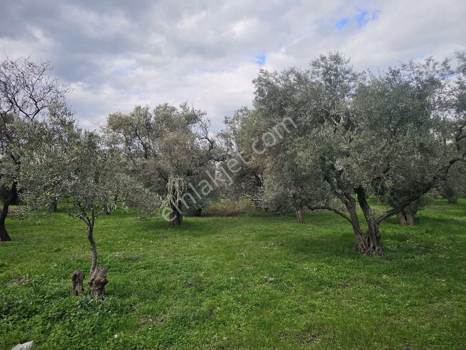 İzmir Kemalpaşa Ören75 Yıl. Mah Satılık 6 Dairelık Konut Arsası - Görsel 8