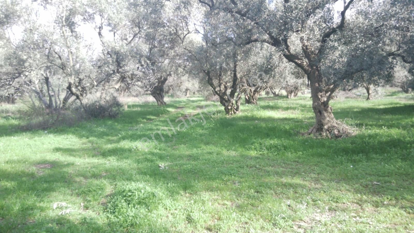 İzmir Kemalpaşa Ören75 Yıl. Mah Satılık 6 Dairelık Konut Arsası - Görsel 3