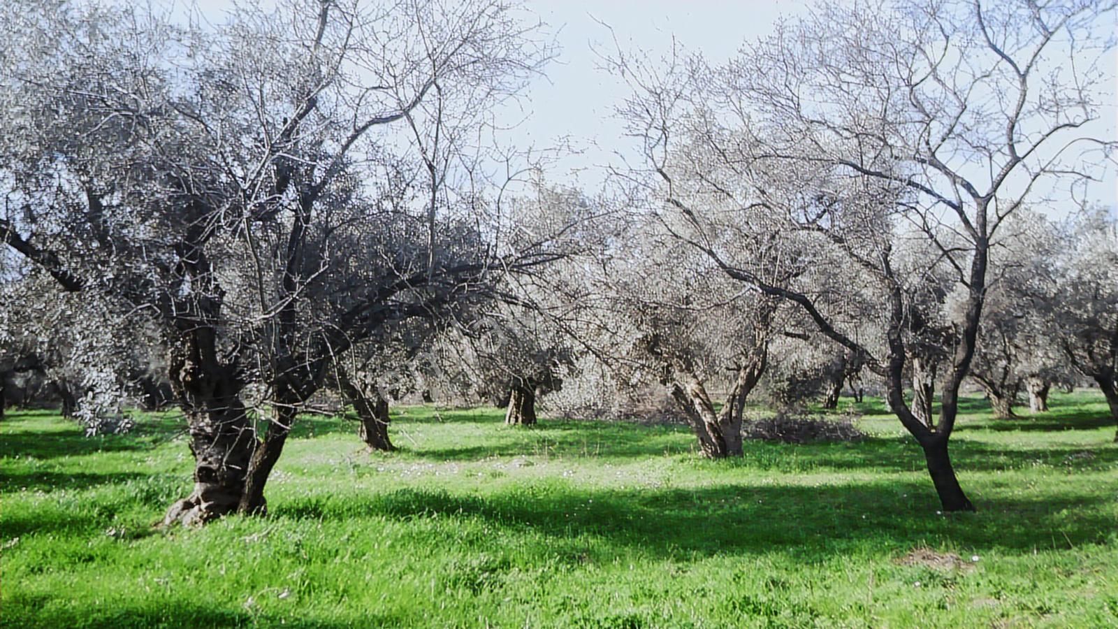 İzmir Kemalpaşa Ören75 Yıl. Mah Satılık 6 Dairelık Konut Arsası - Görsel 24