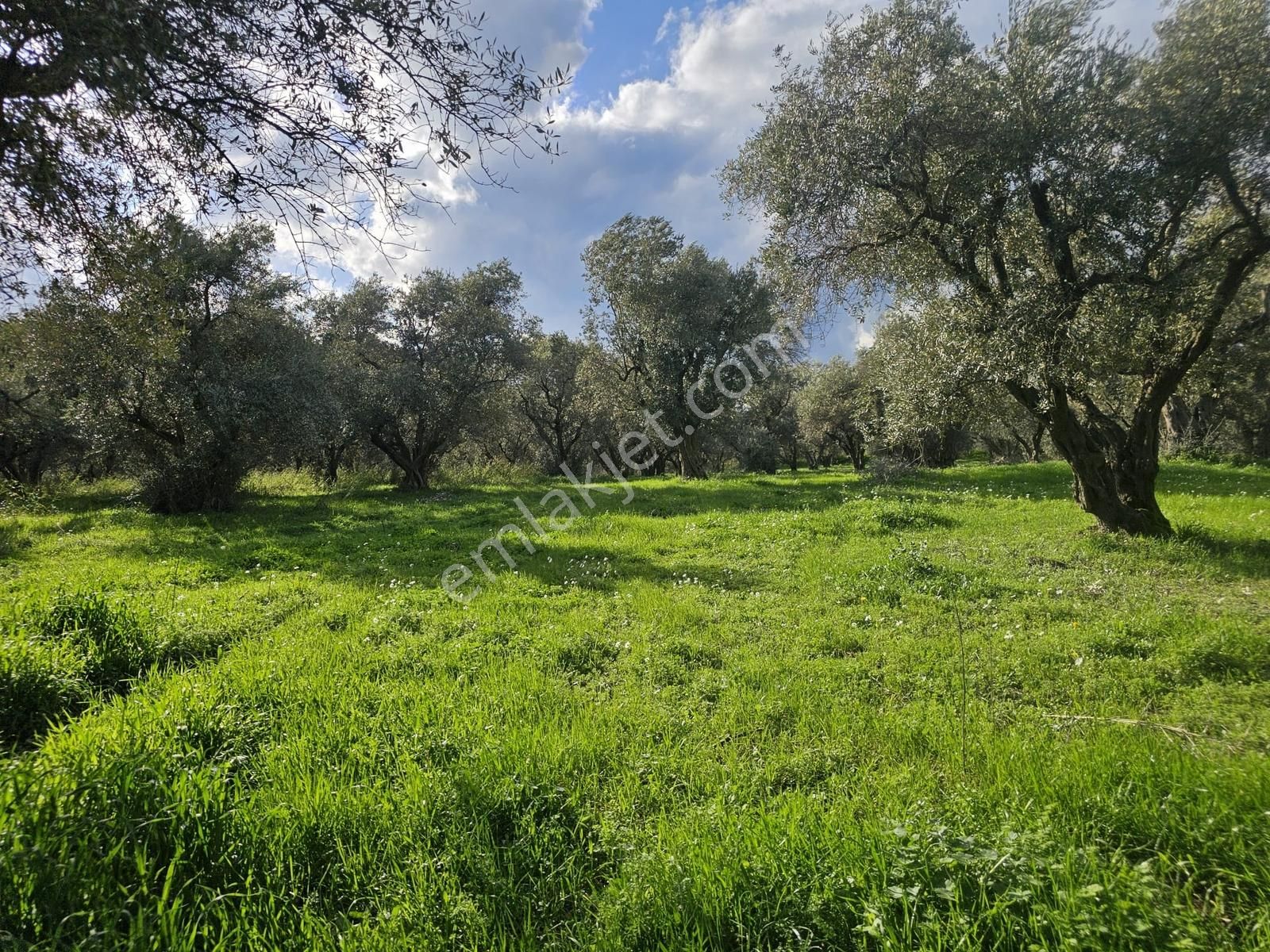 İzmir Kemalpaşa Ören75 Yıl. Mah Satılık 6 Dairelık Konut Arsası - Görsel 9