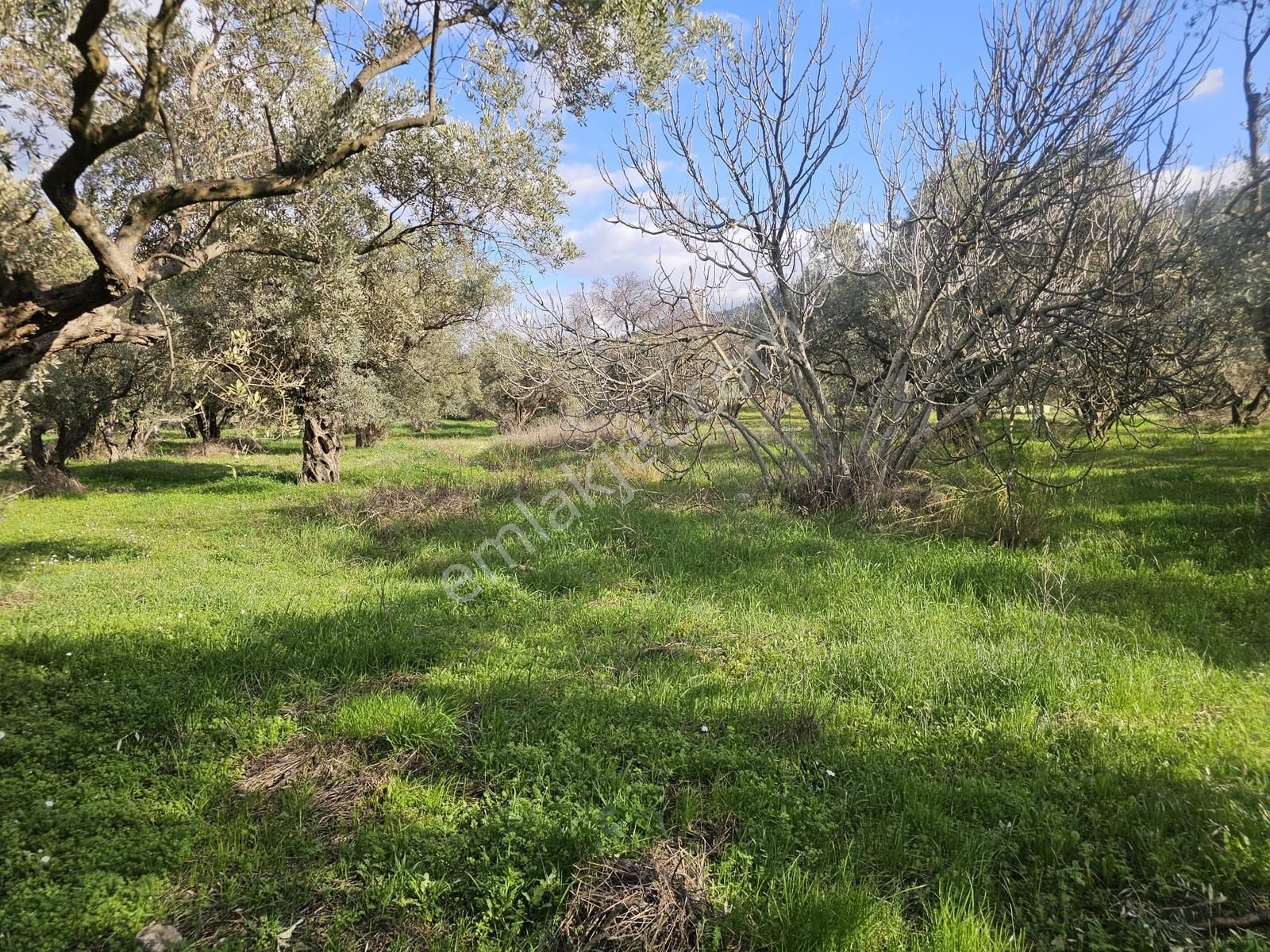İzmir Kemalpaşa Ören75 Yıl. Mah Satılık 6 Dairelık Konut Arsası - Görsel 14
