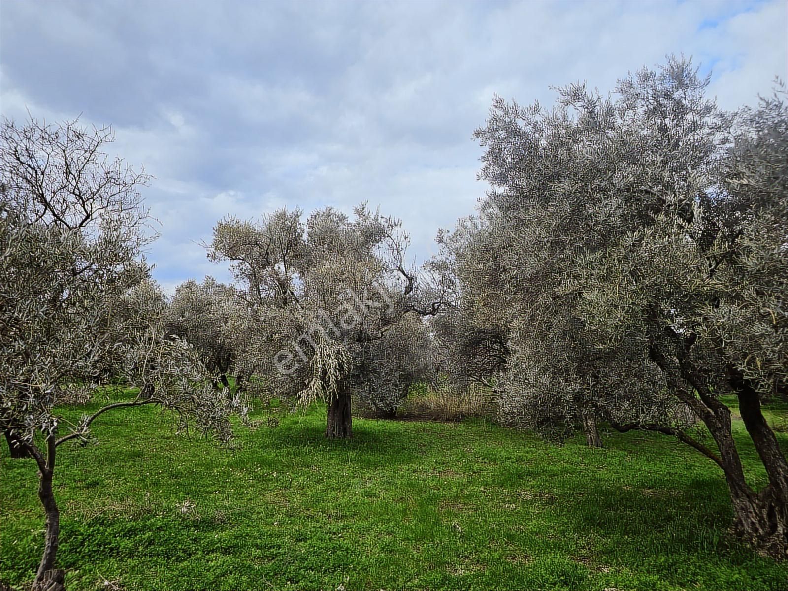 İzmir Kemalpaşa Ören75 Yıl. Mah Satılık 6 Dairelık Konut Arsası - Görsel 7