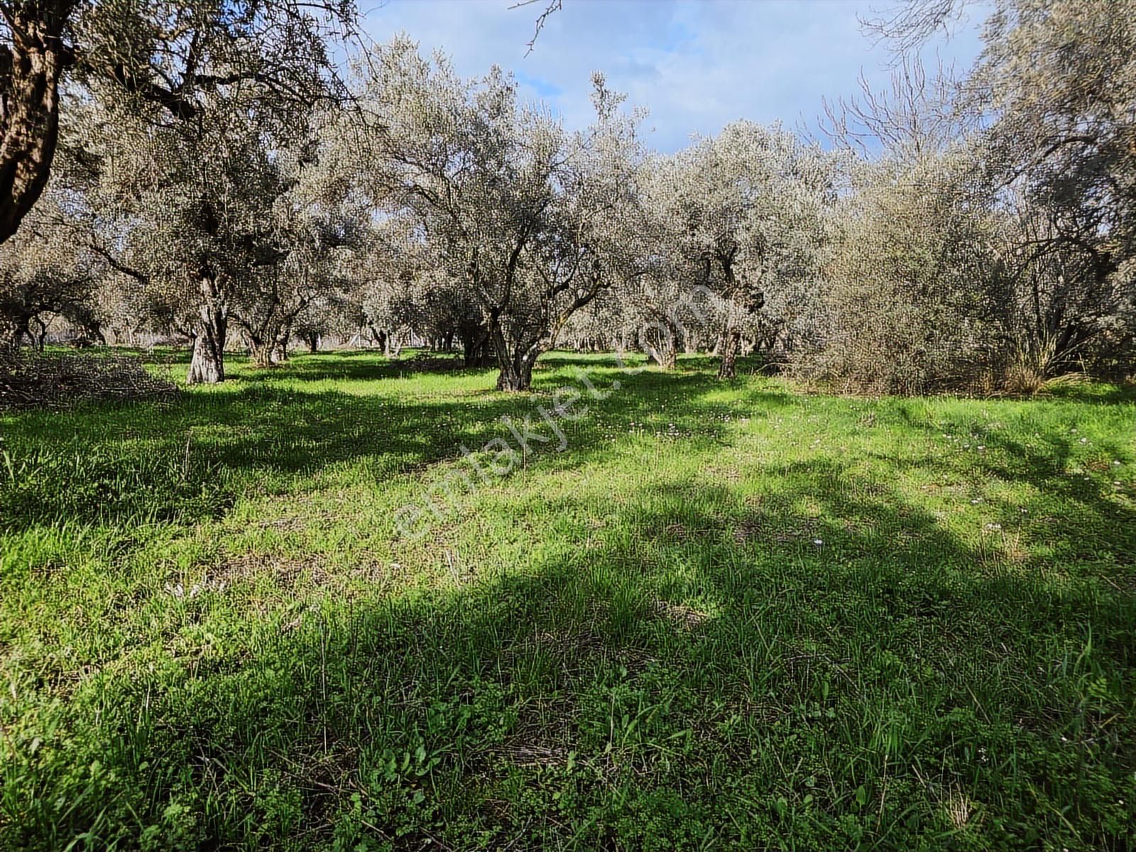 İzmir Kemalpaşa Ören75 Yıl. Mah Satılık 6 Dairelık Konut Arsası - Görsel 5
