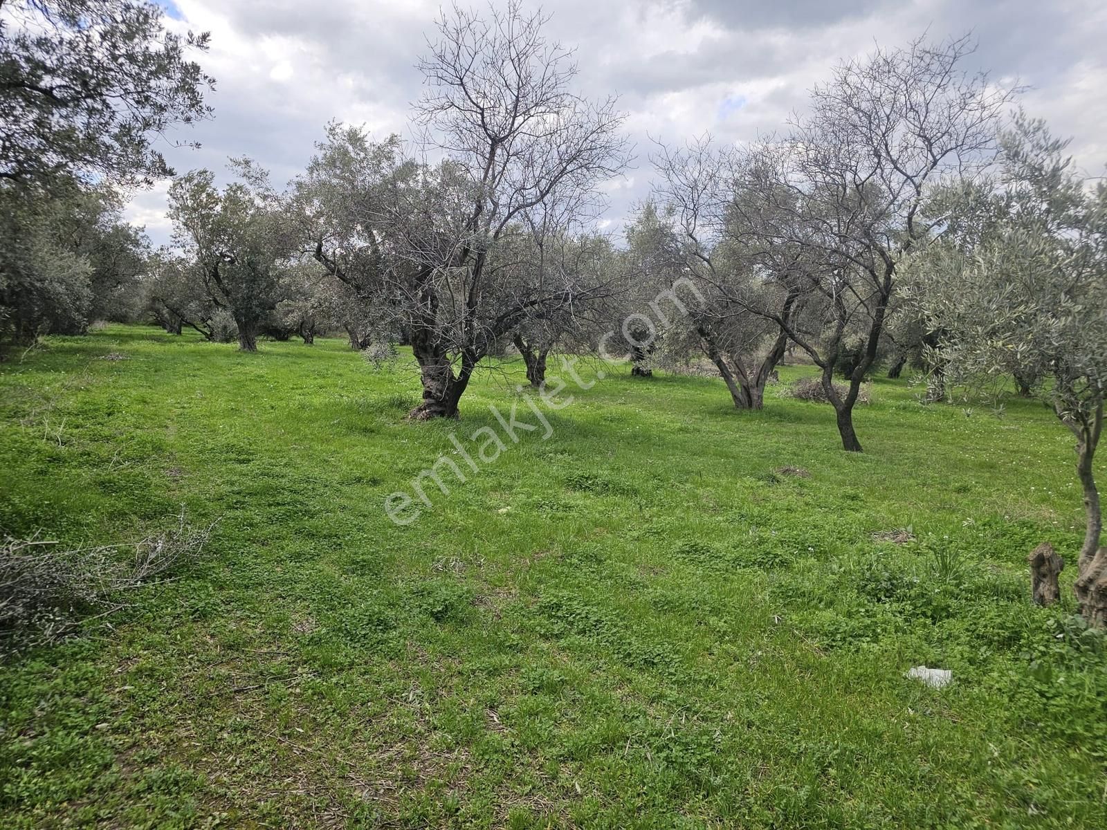 İzmir Kemalpaşa Ören75 Yıl. Mah Satılık 6 Dairelık Konut Arsası - Görsel 22