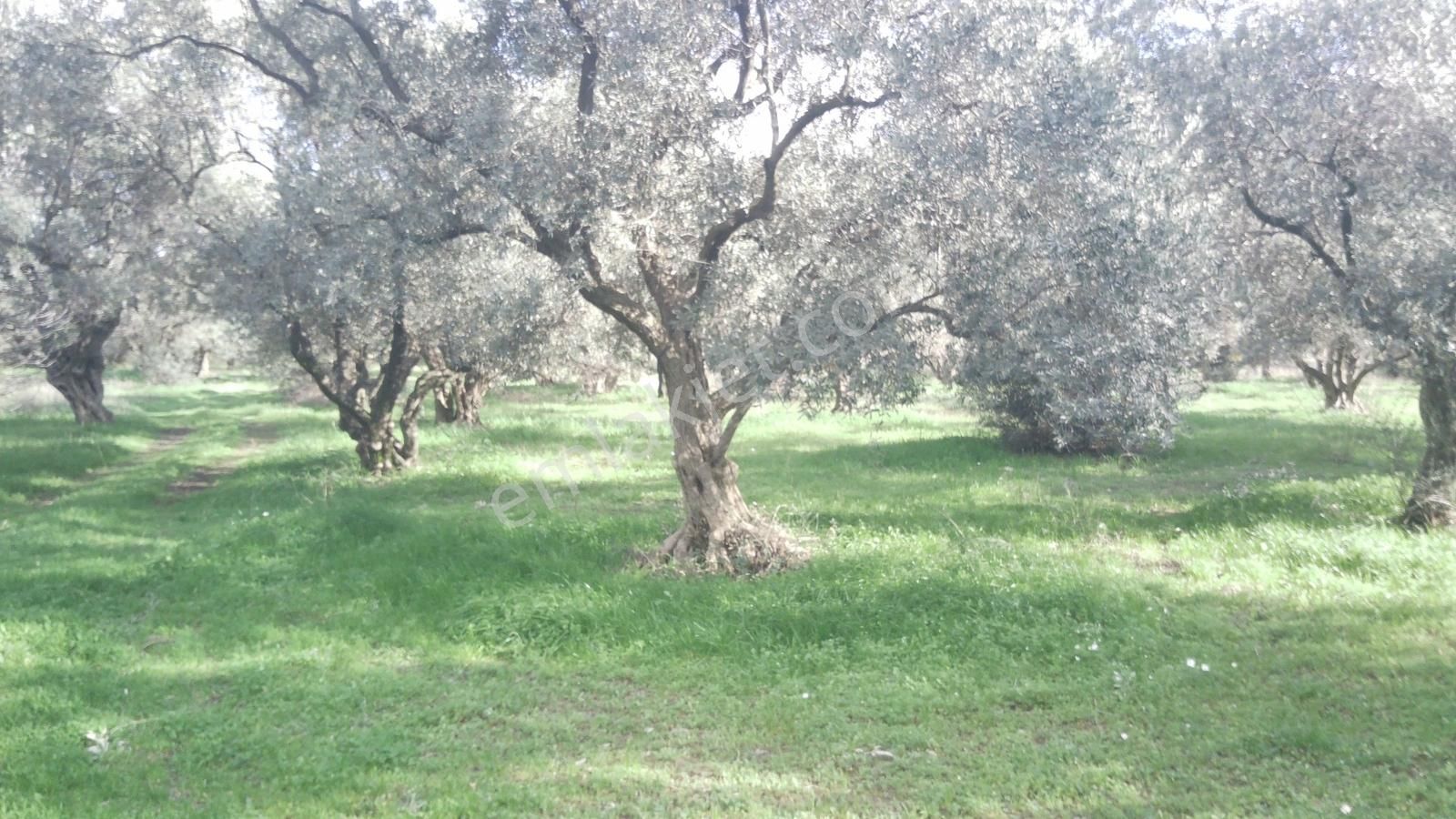 İzmir Kemalpaşa Ören75 Yıl. Mah Satılık 6 Dairelık Konut Arsası - Görsel 10