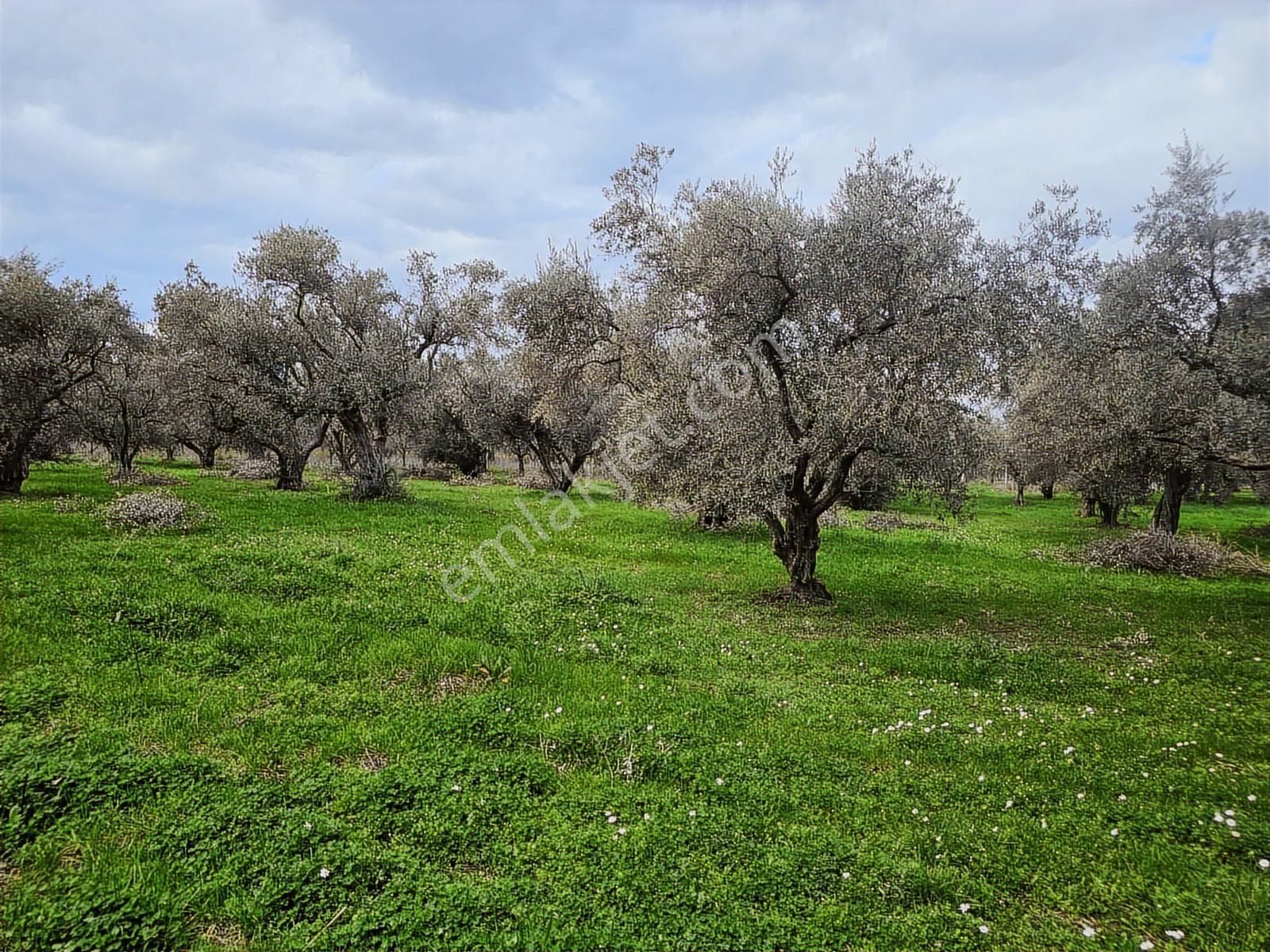 İzmir Kemalpaşa Ören75 Yıl. Mah Satılık 6 Dairelık Konut Arsası - Görsel 12