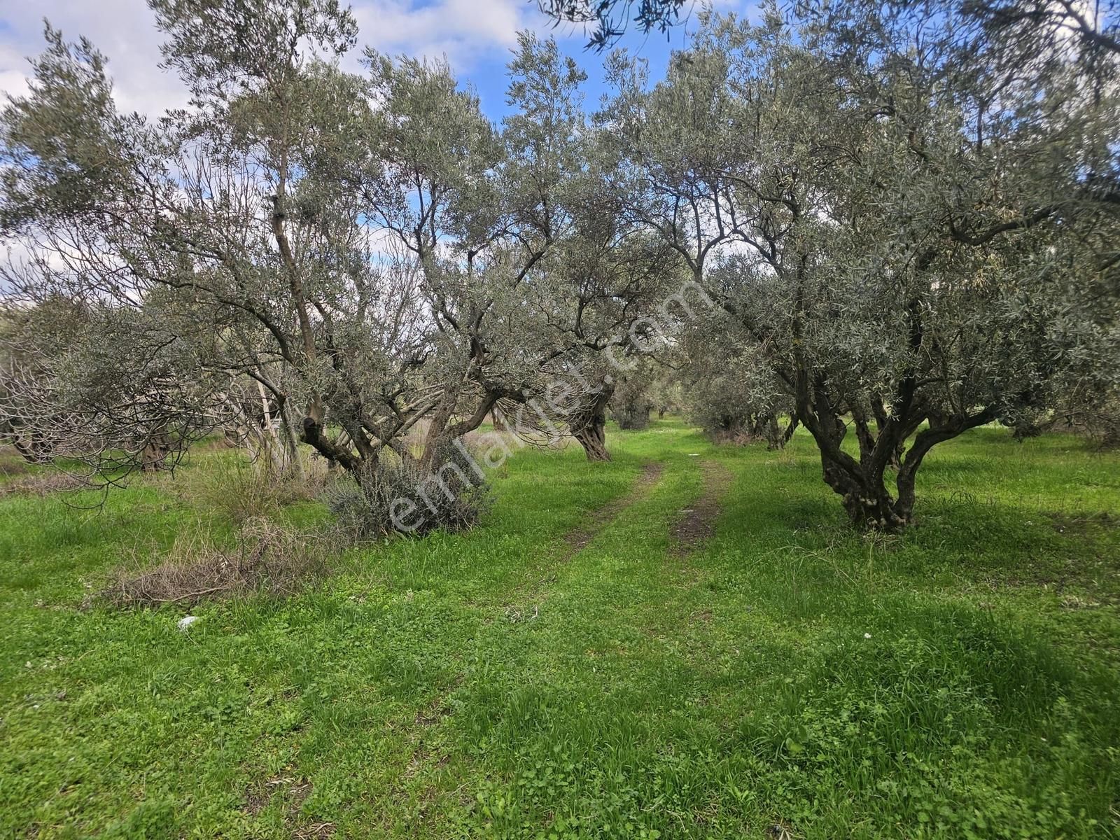 İzmir Kemalpaşa Ören75 Yıl. Mah Satılık 6 Dairelık Konut Arsası - Görsel 15